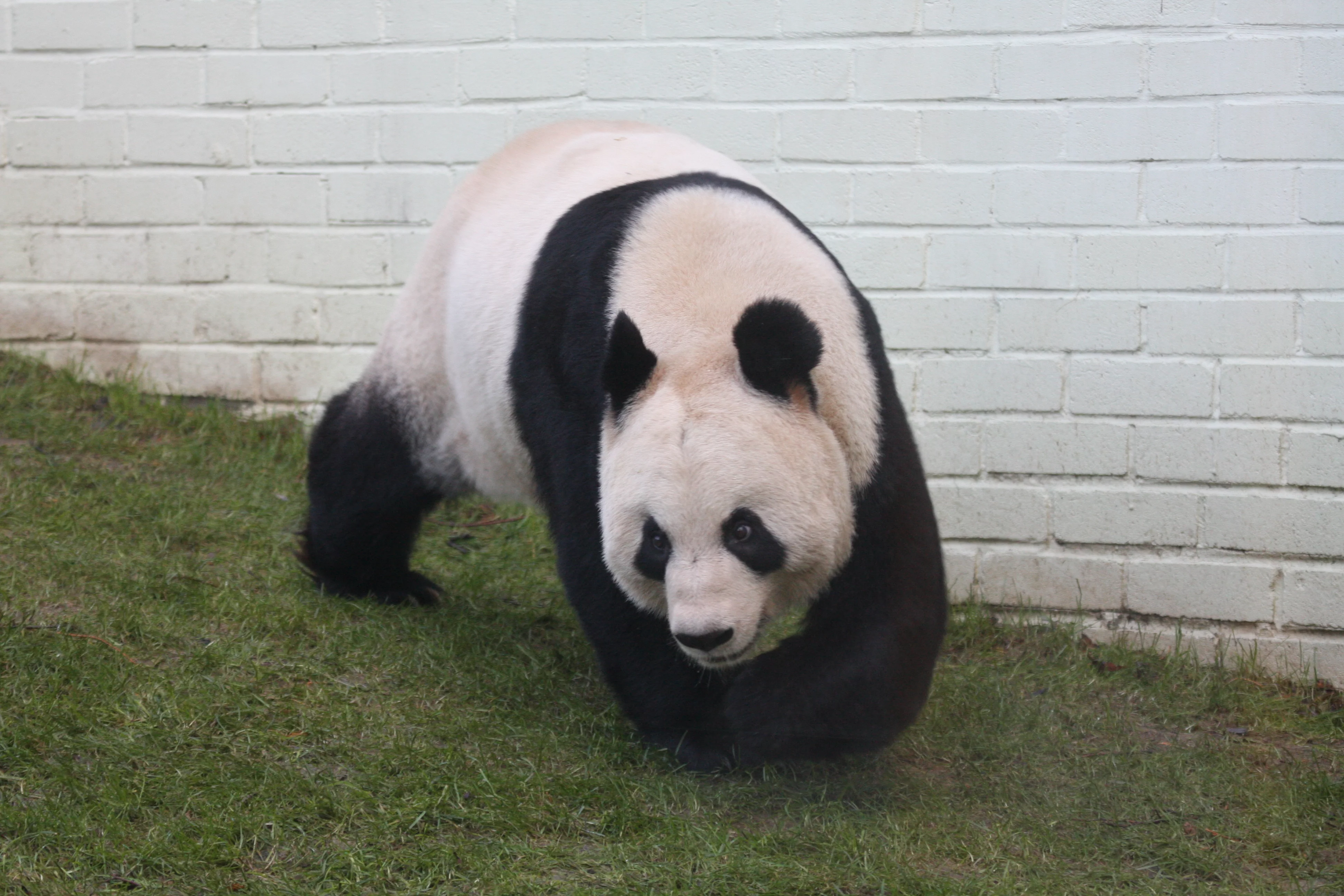 RZSS Edinburgh Zoo