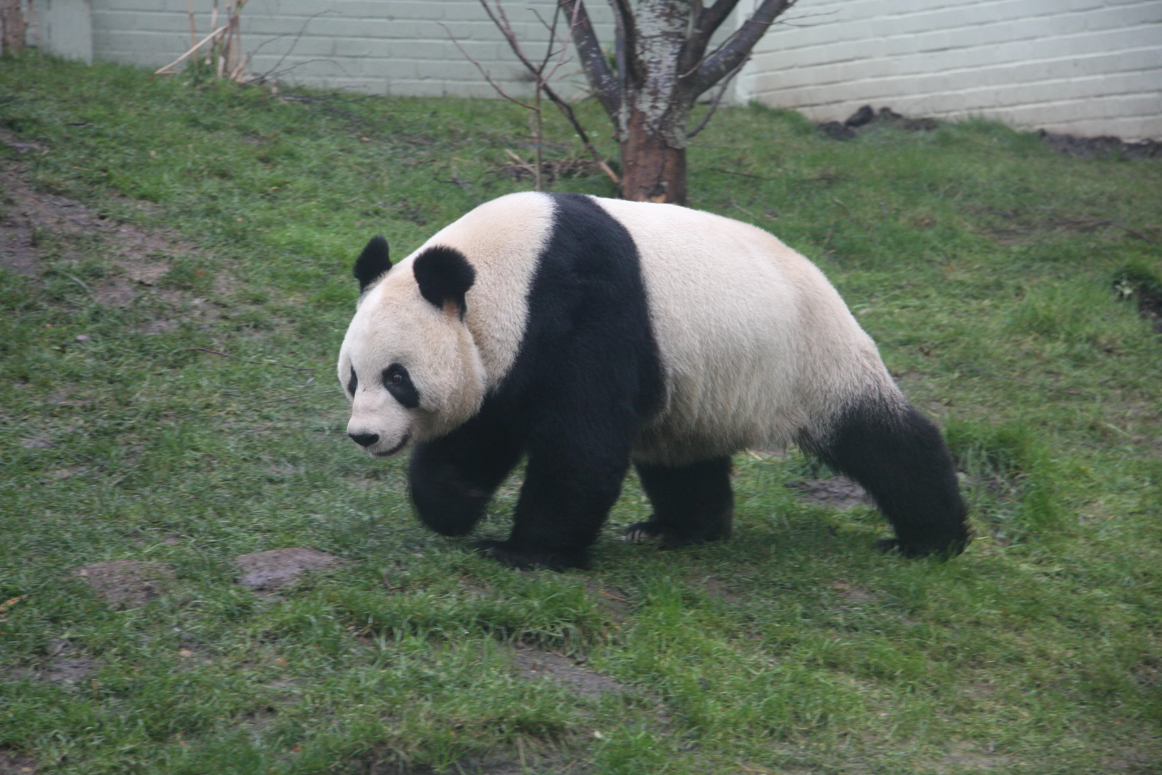 RZSS Edinburgh Zoo