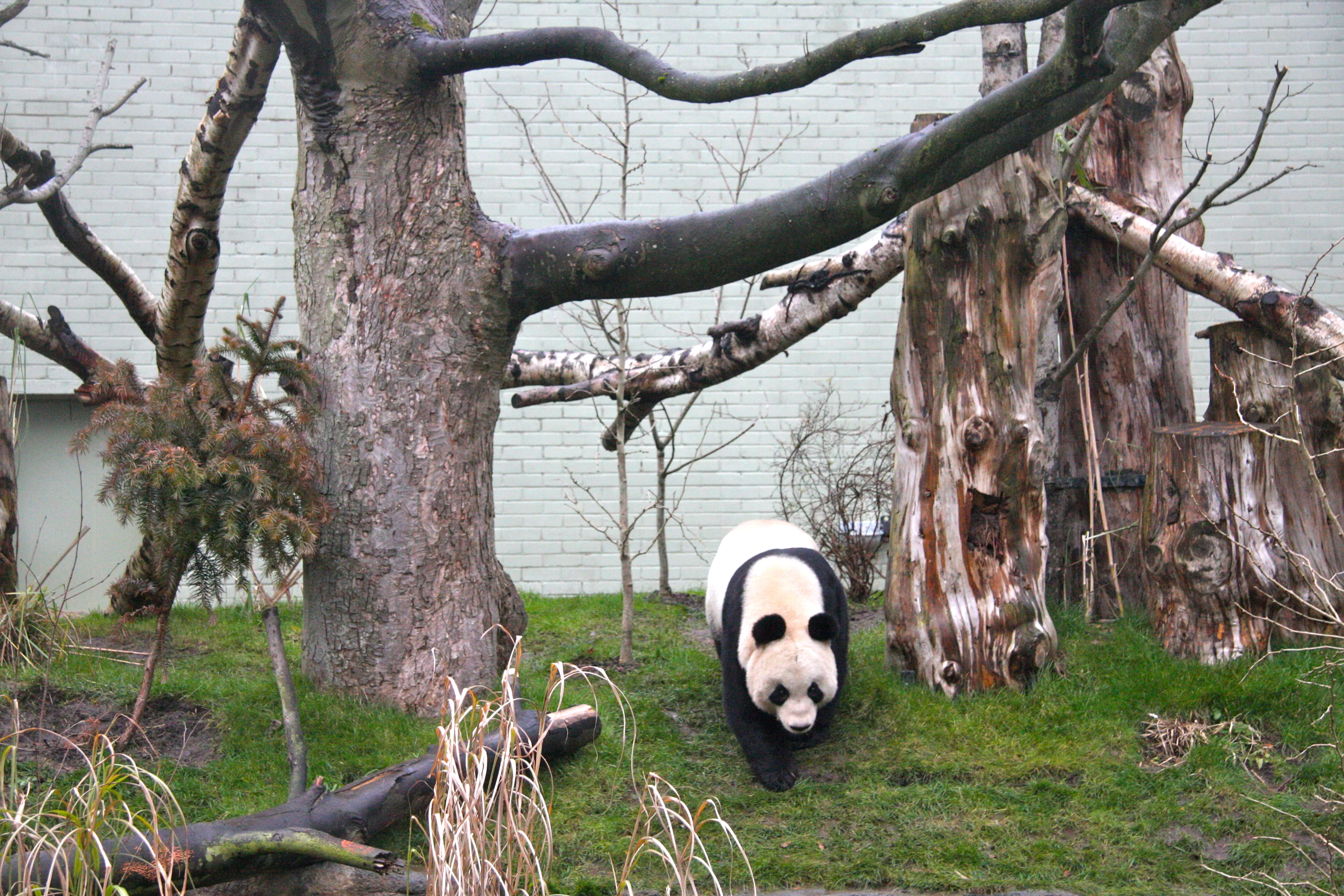 RZSS Edinburgh Zoo