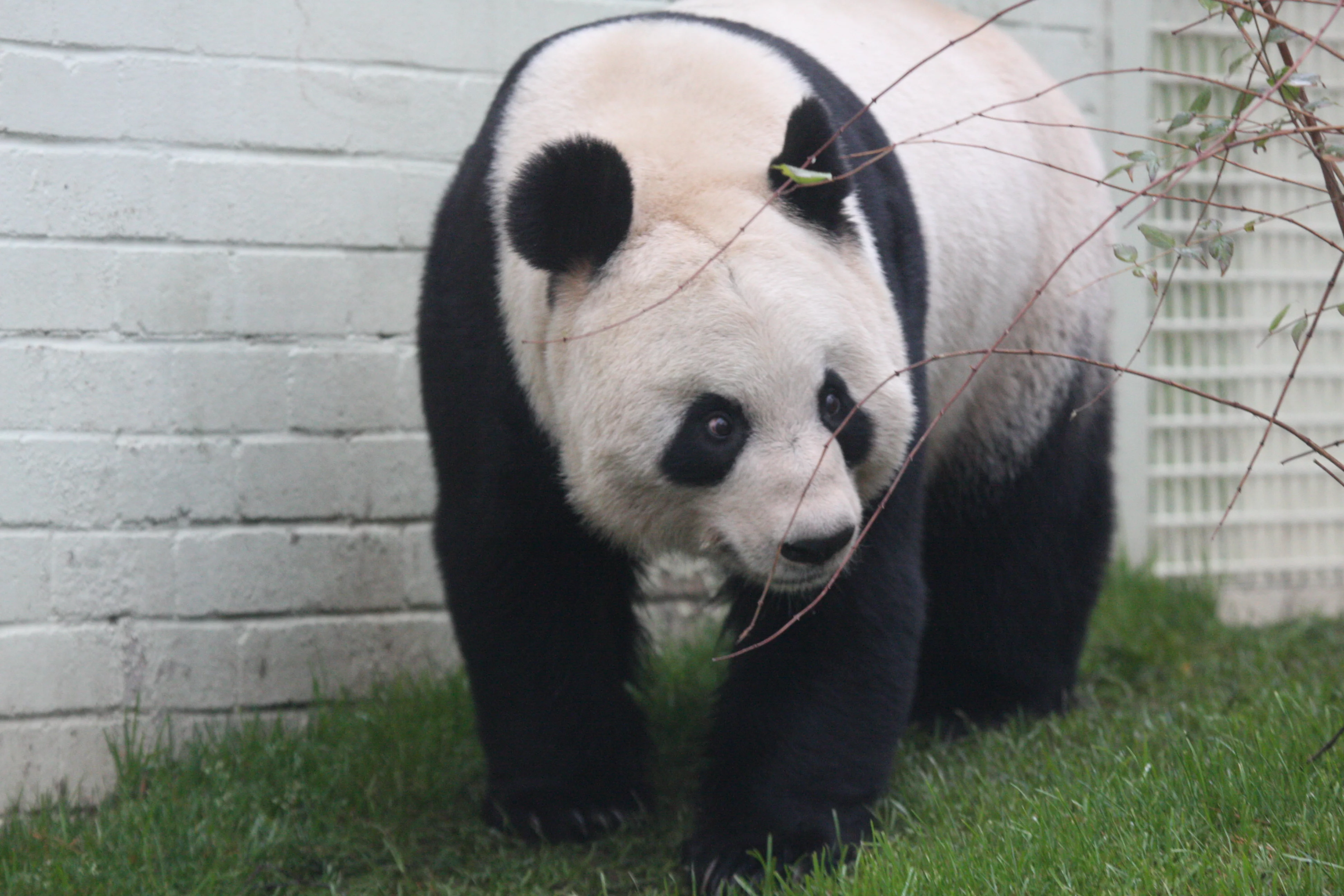 RZSS Edinburgh Zoo