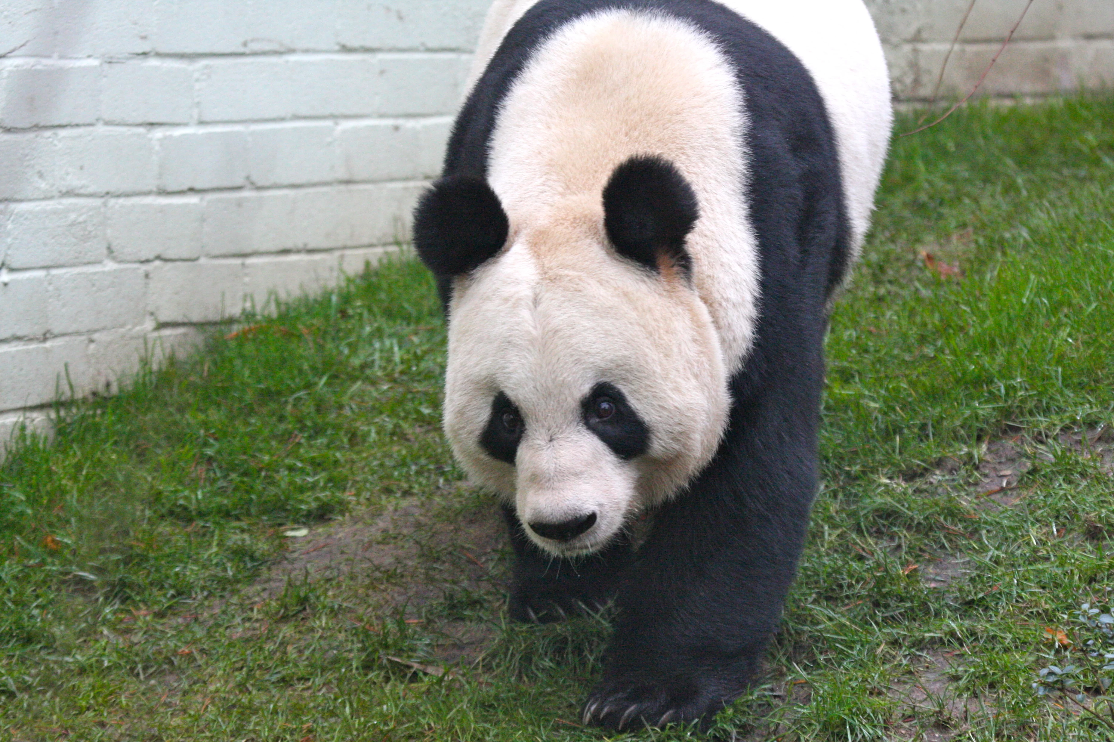RZSS Edinburgh Zoo
