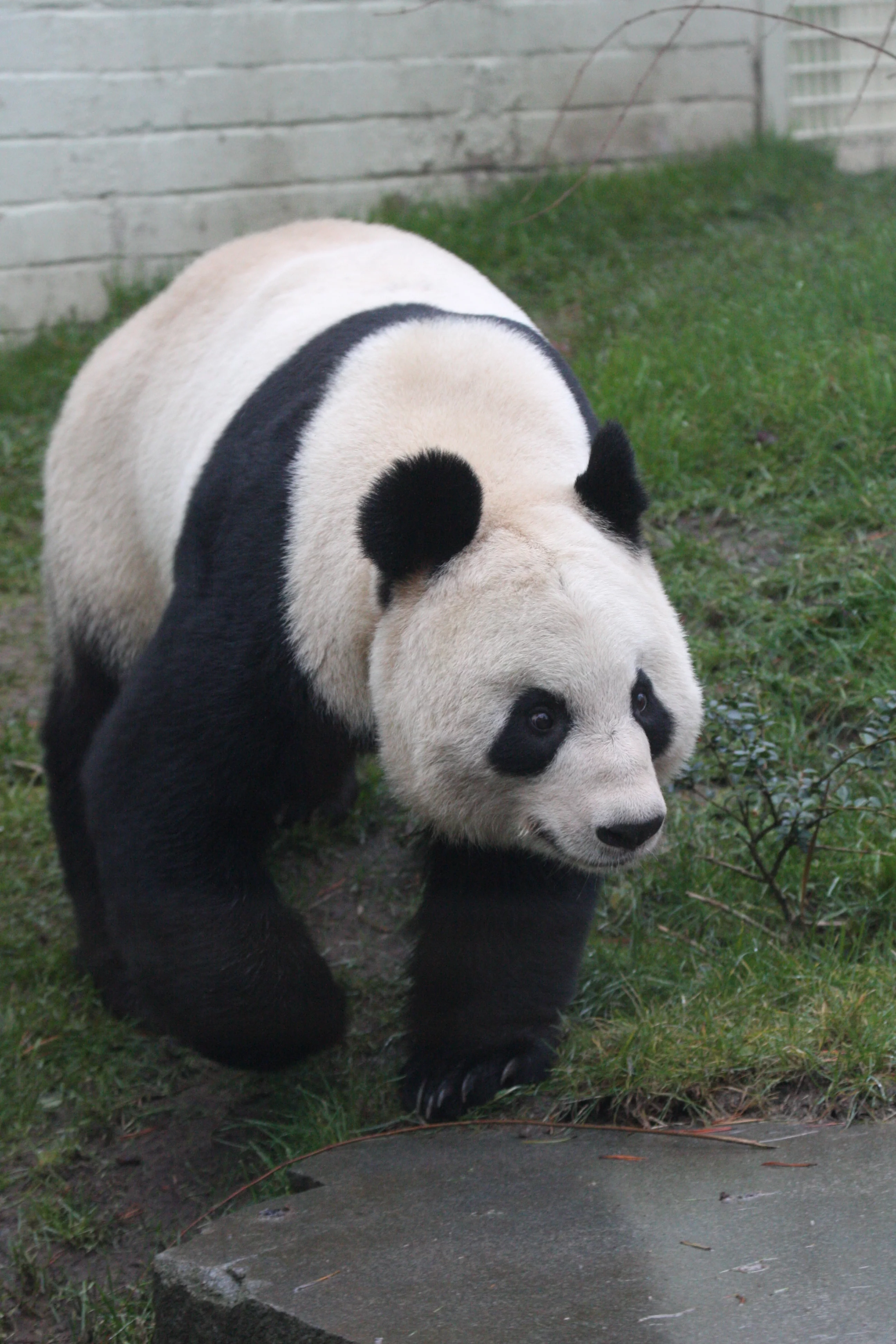 RZSS Edinburgh Zoo