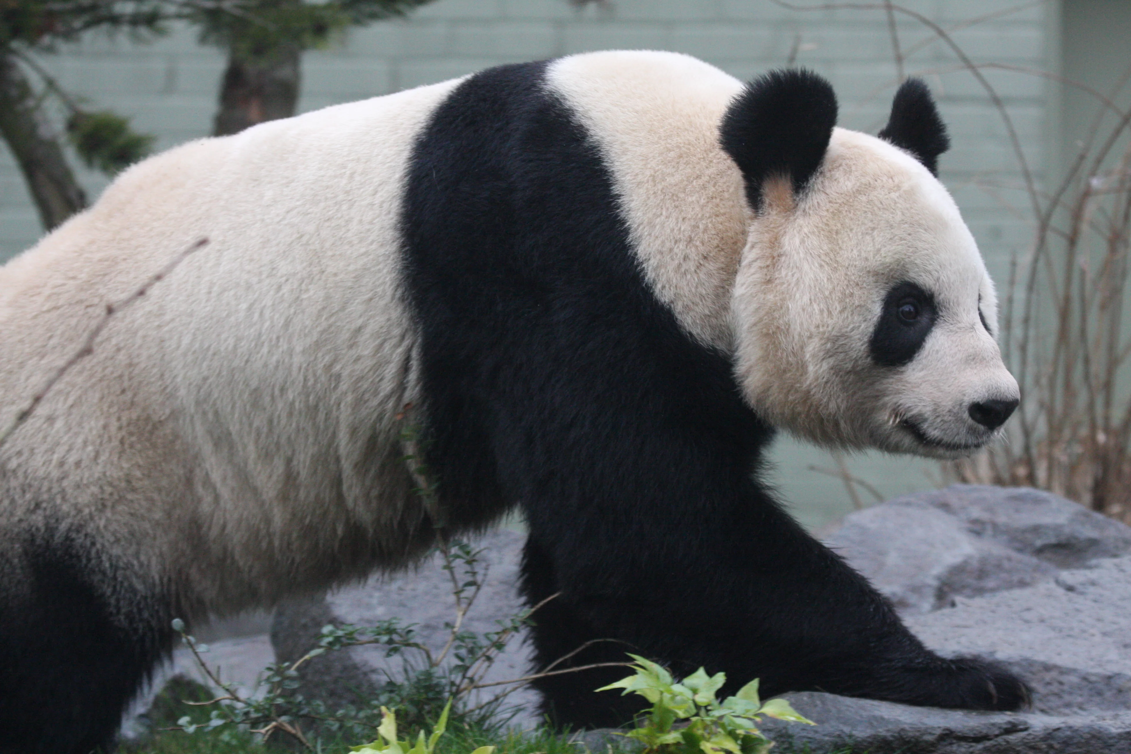 RZSS Edinburgh Zoo