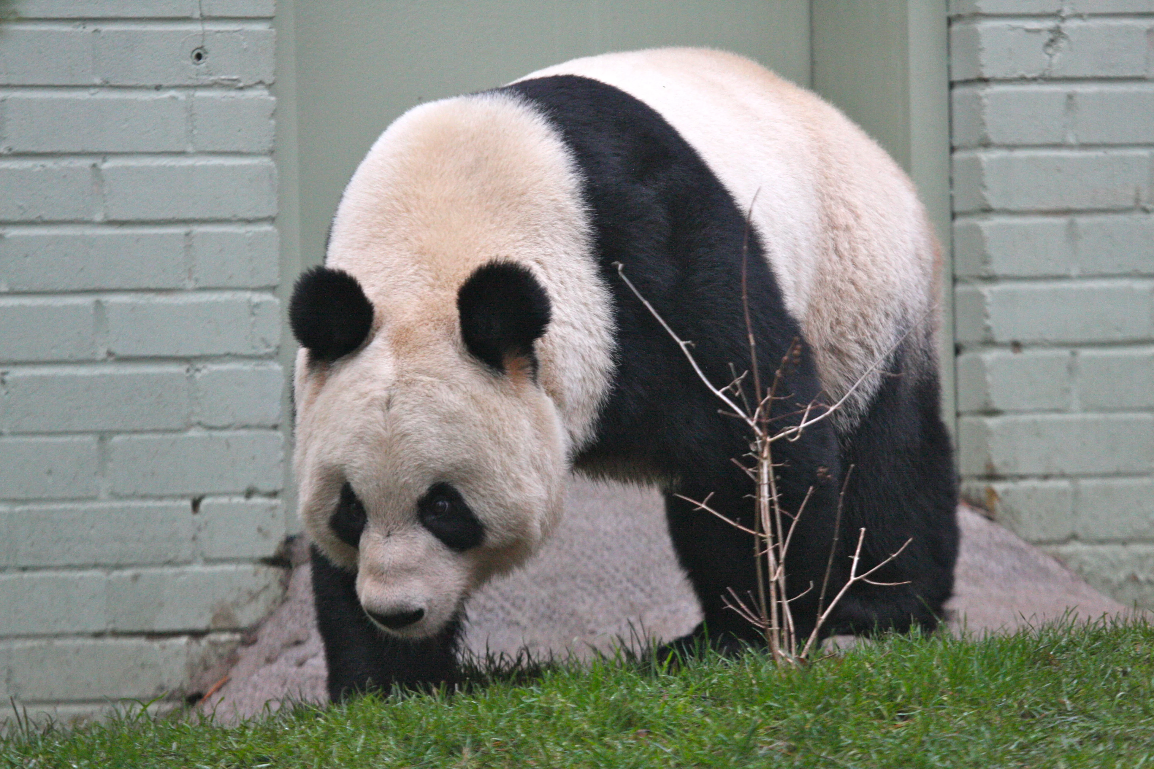 RZSS Edinburgh Zoo