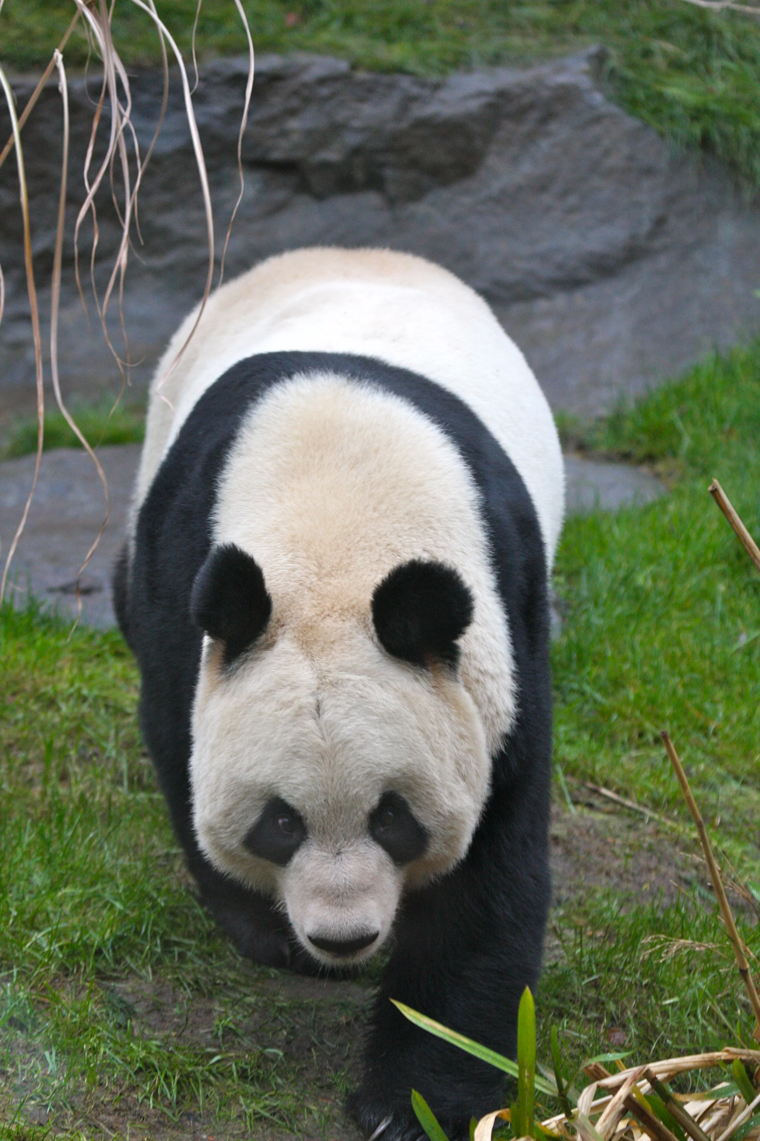 RZSS Edinburgh Zoo