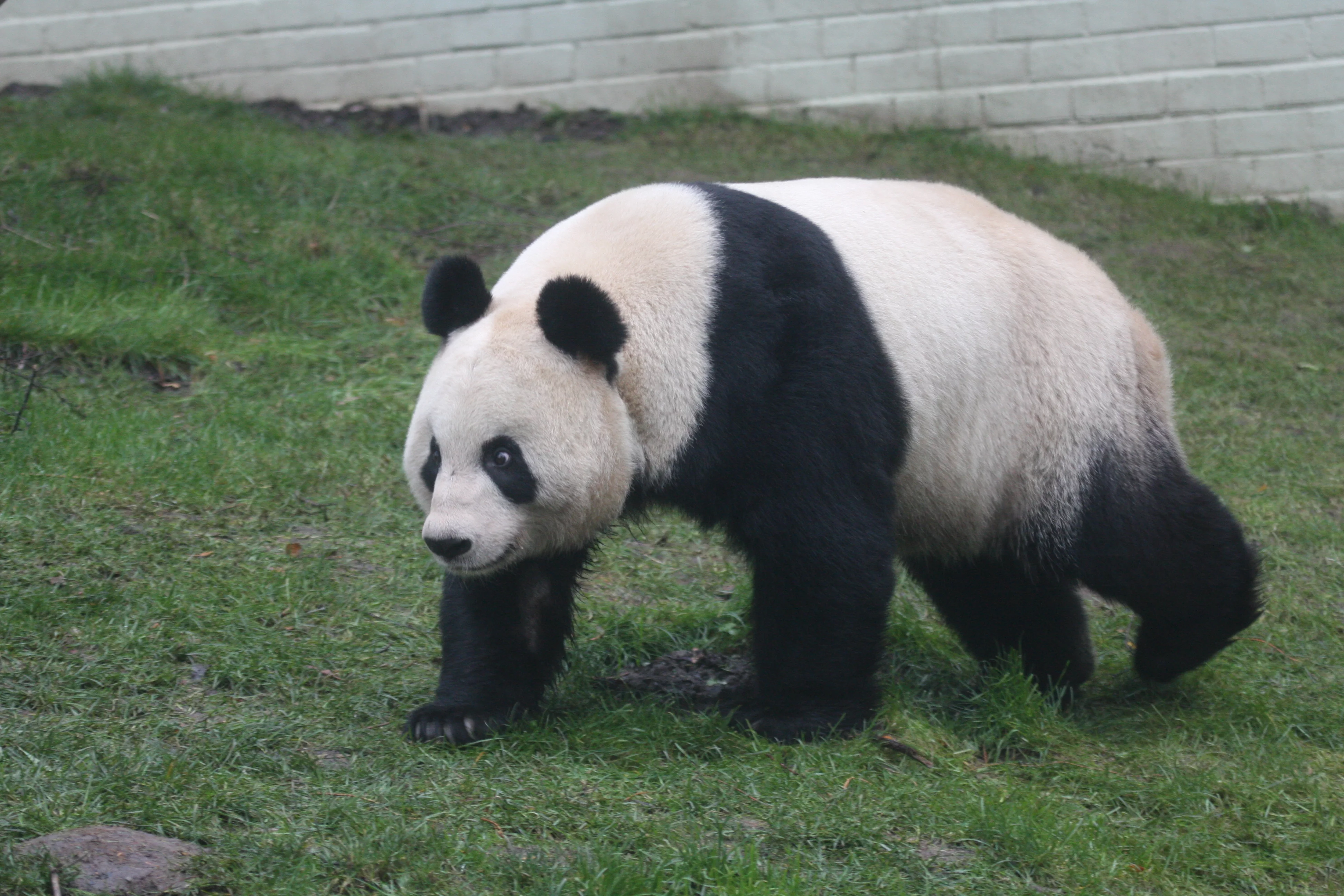 RZSS Edinburgh Zoo