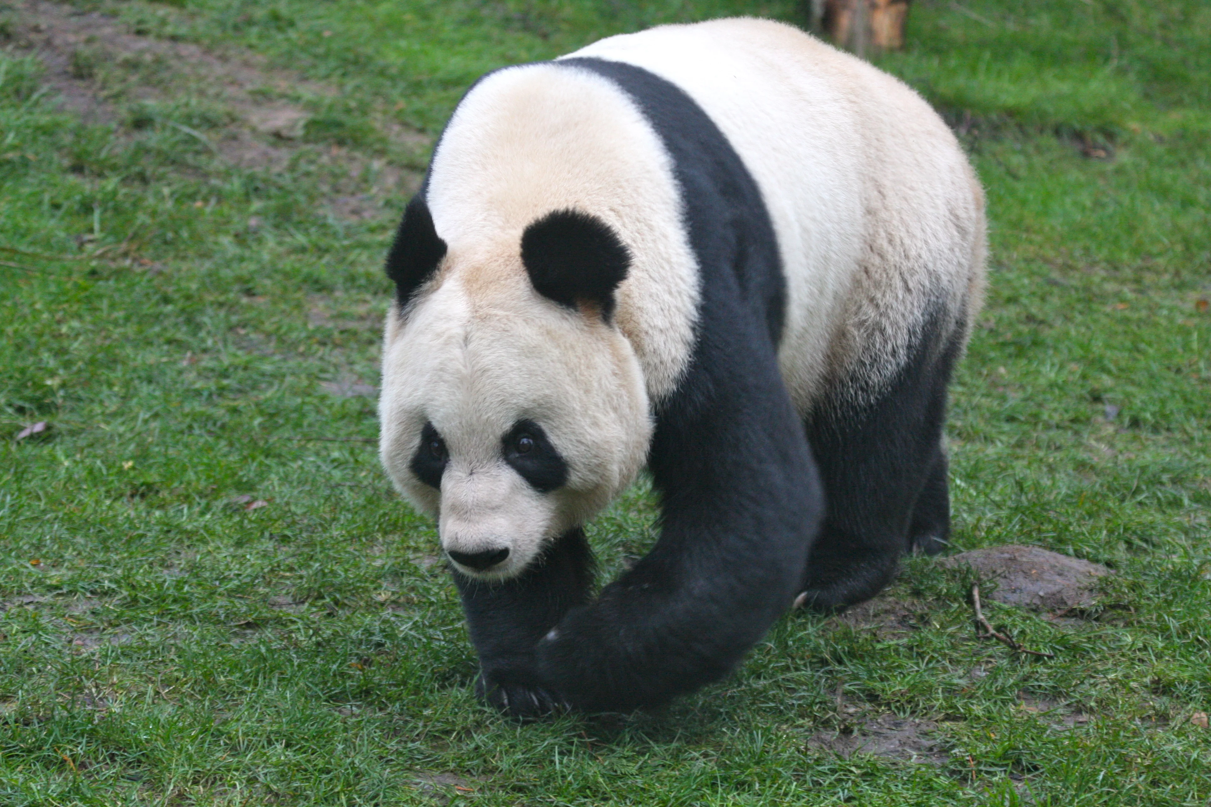 RZSS Edinburgh Zoo