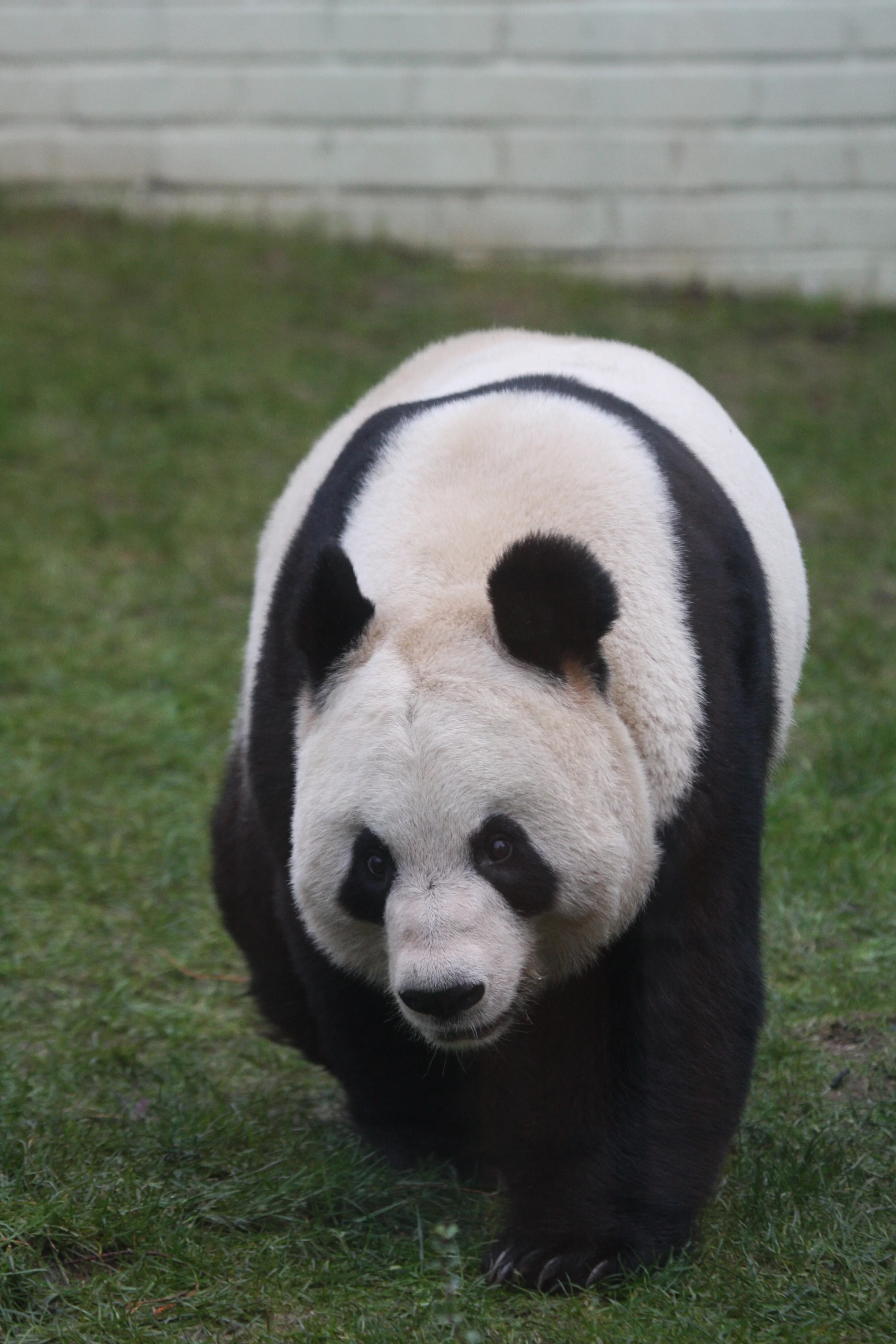 RZSS Edinburgh Zoo