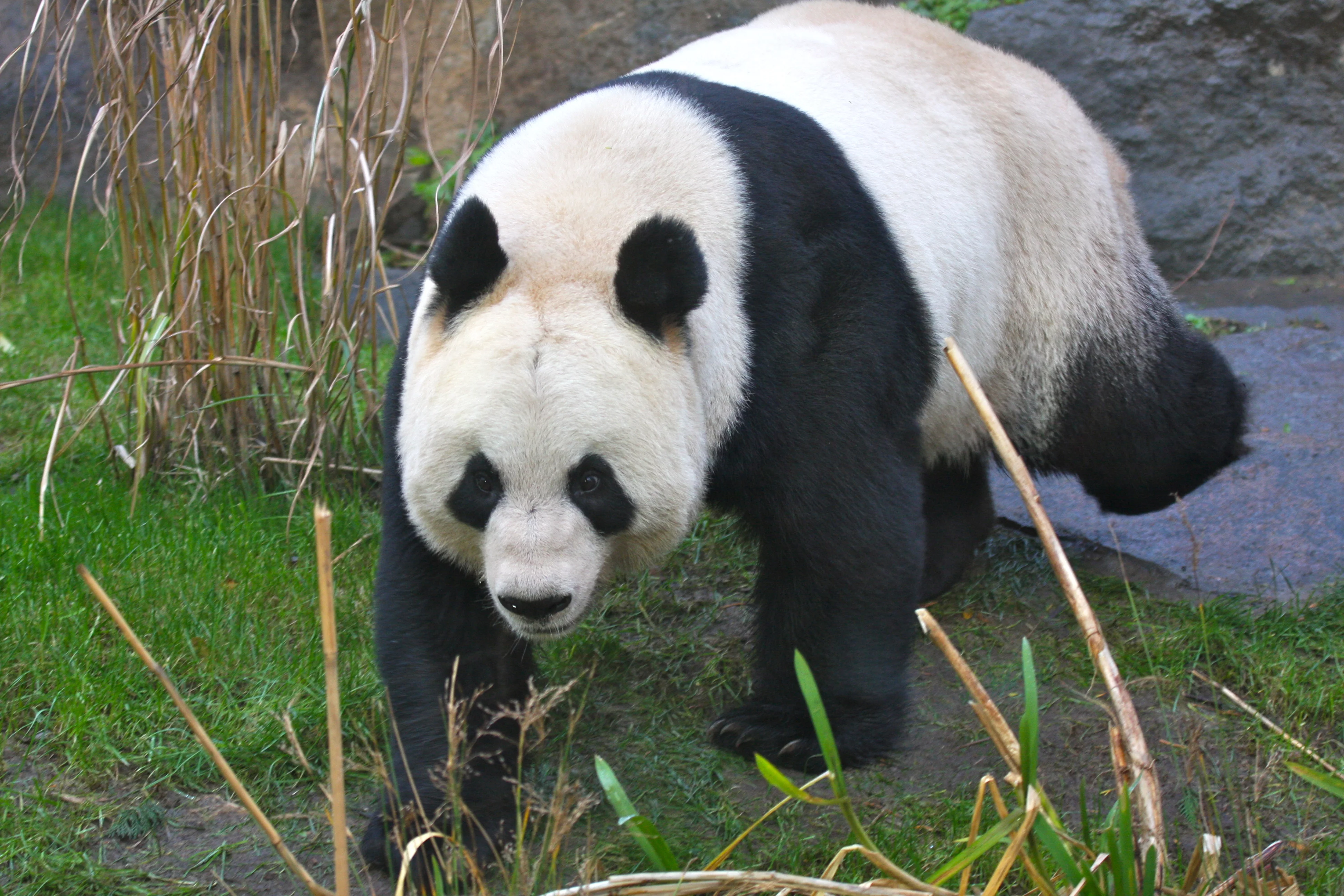 RZSS Edinburgh Zoo