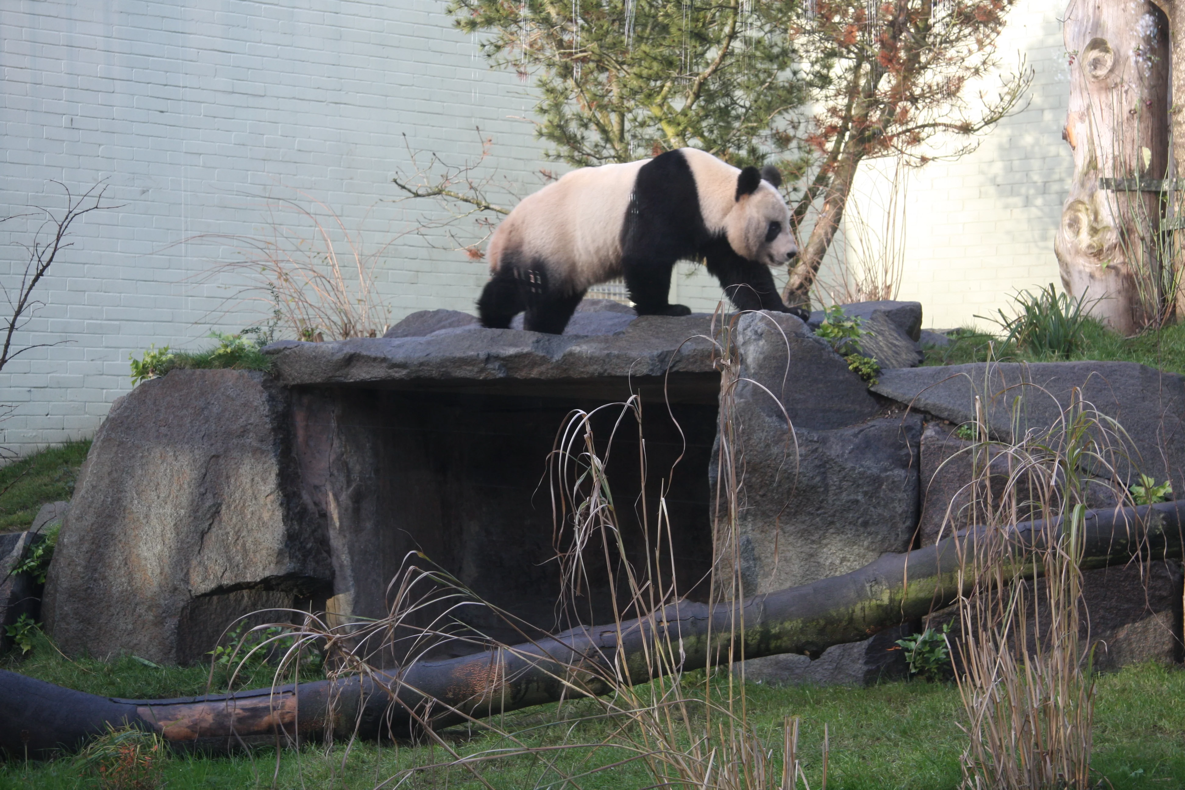 RZSS Edinburgh Zoo