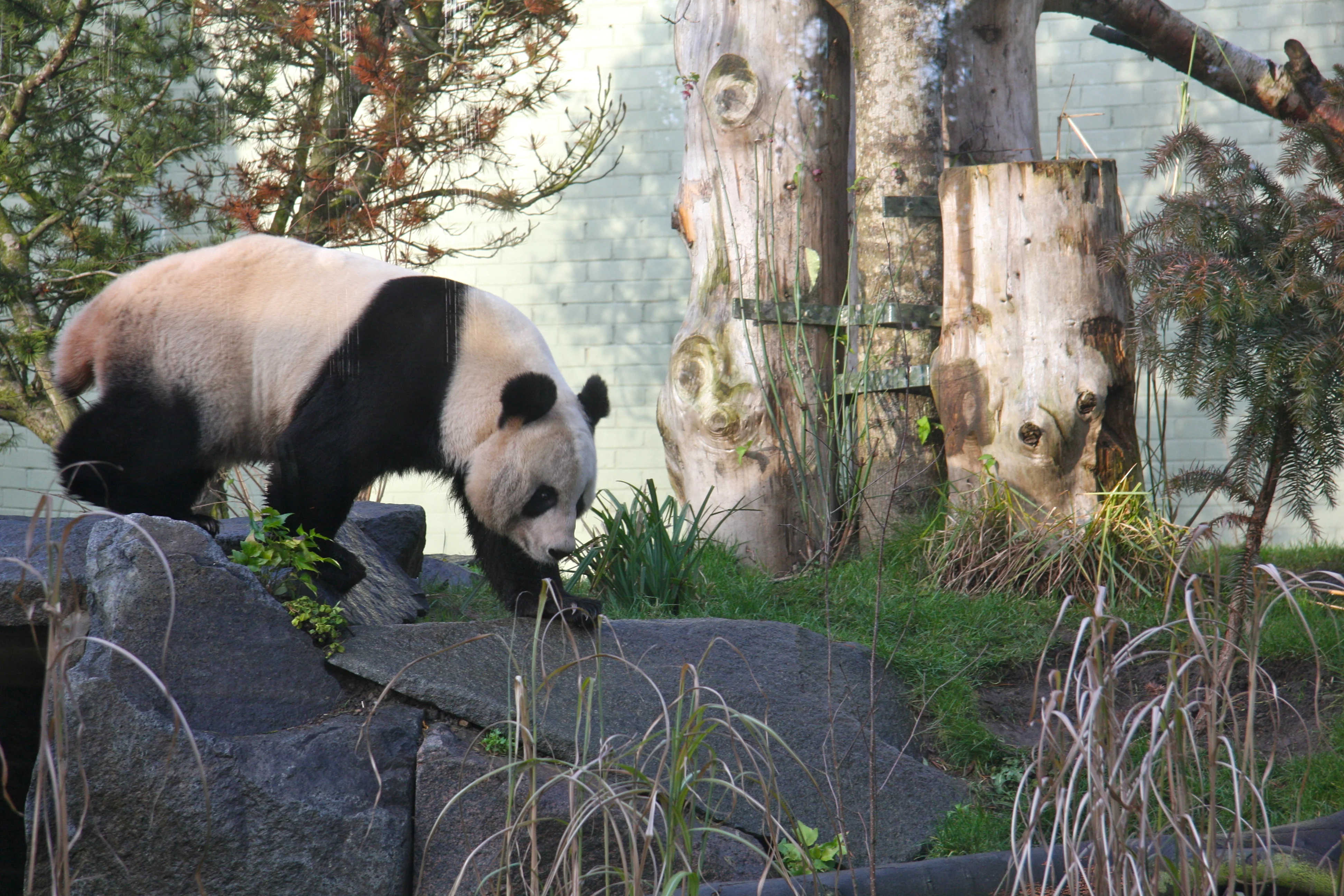 RZSS Edinburgh Zoo