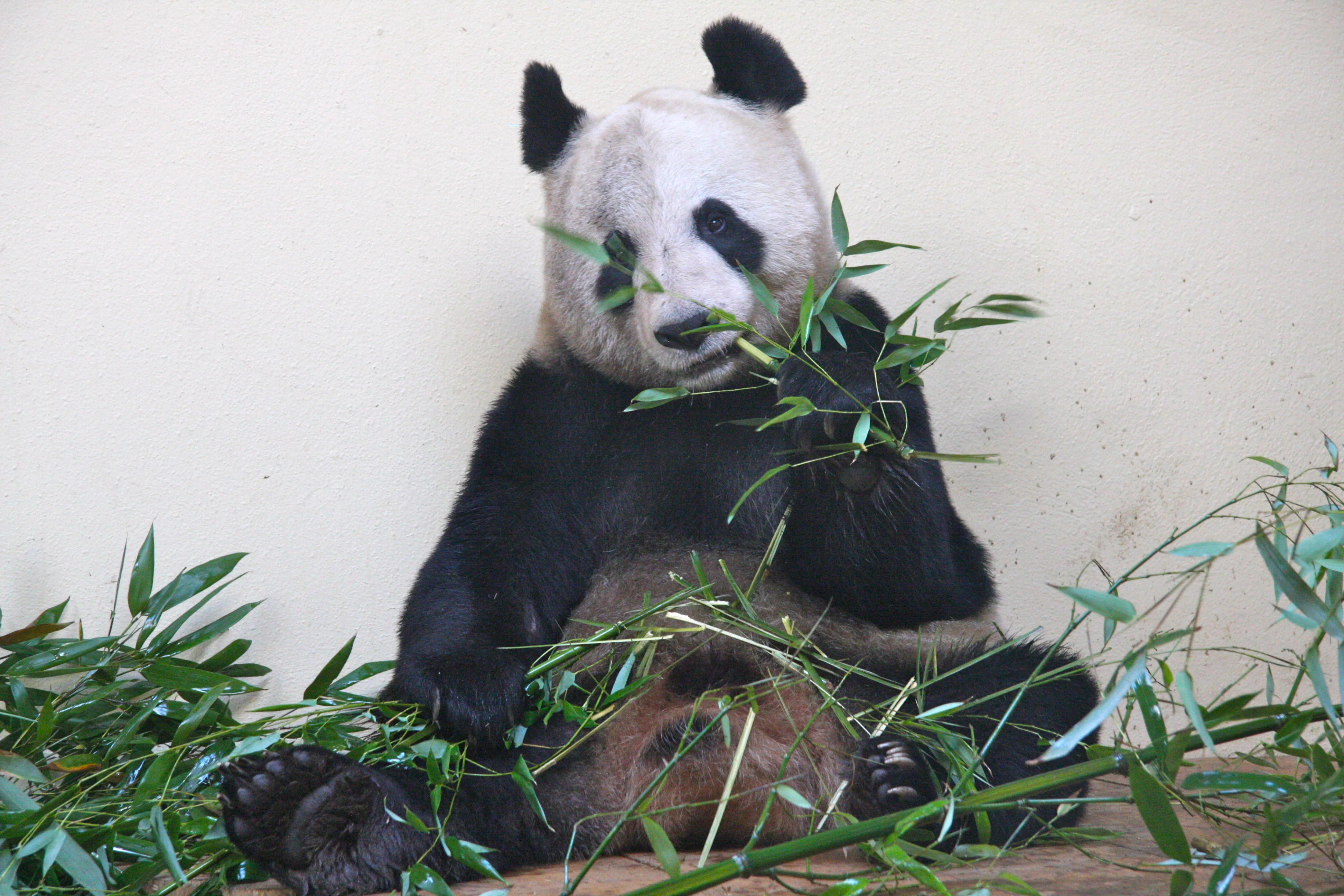 RZSS Edinburgh Zoo