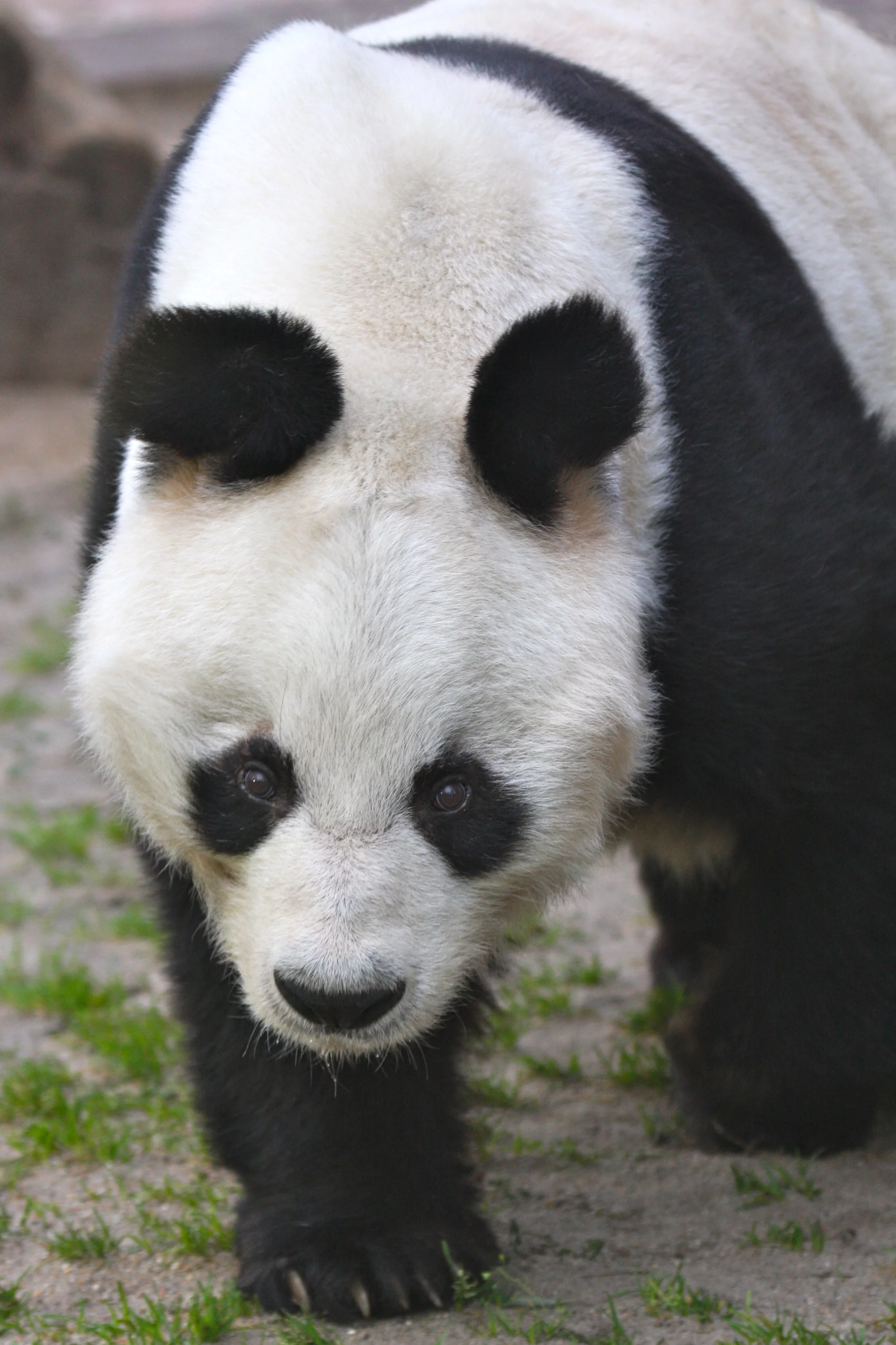 Zoo Berlin