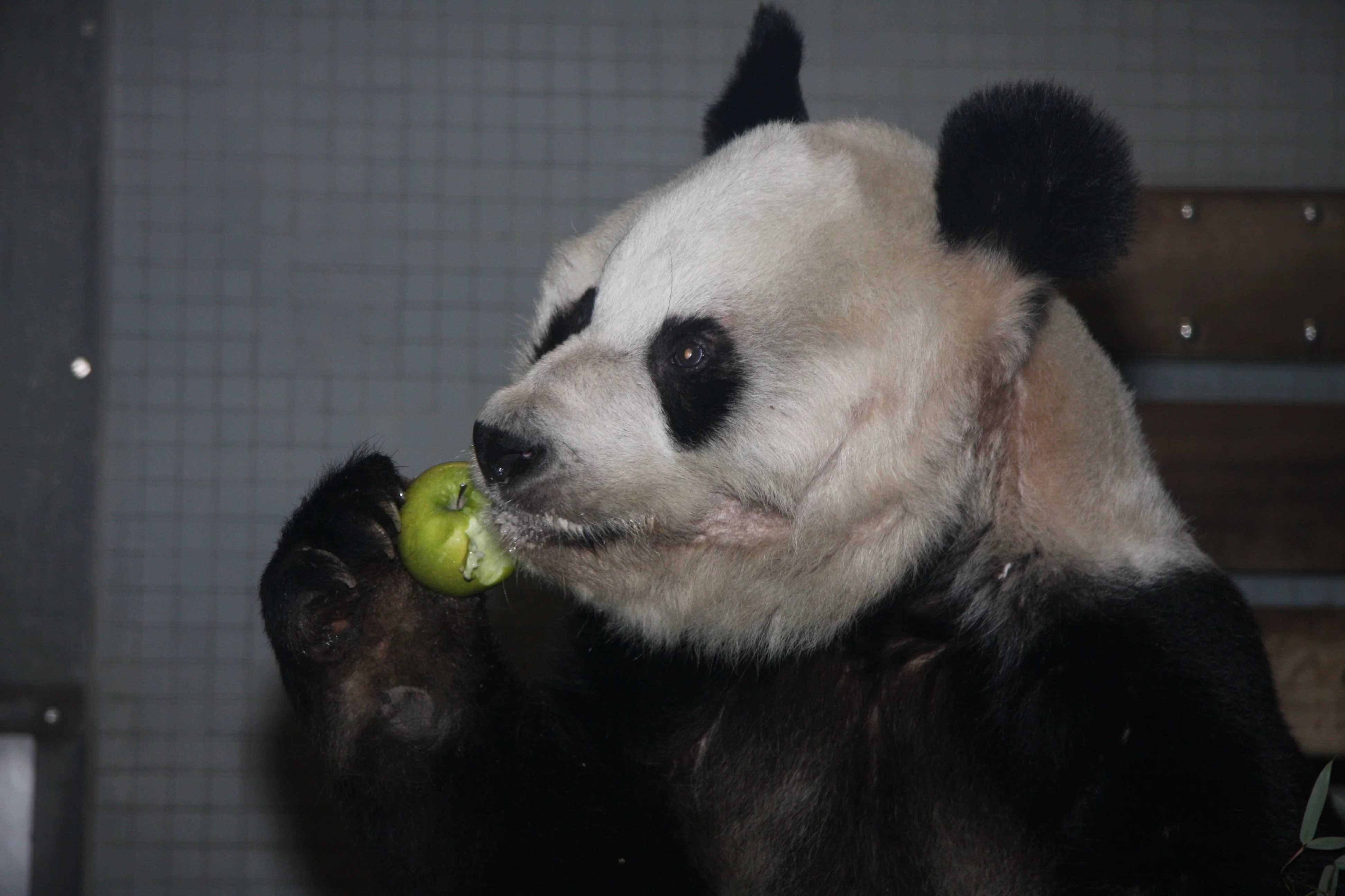 Zoo Berlin