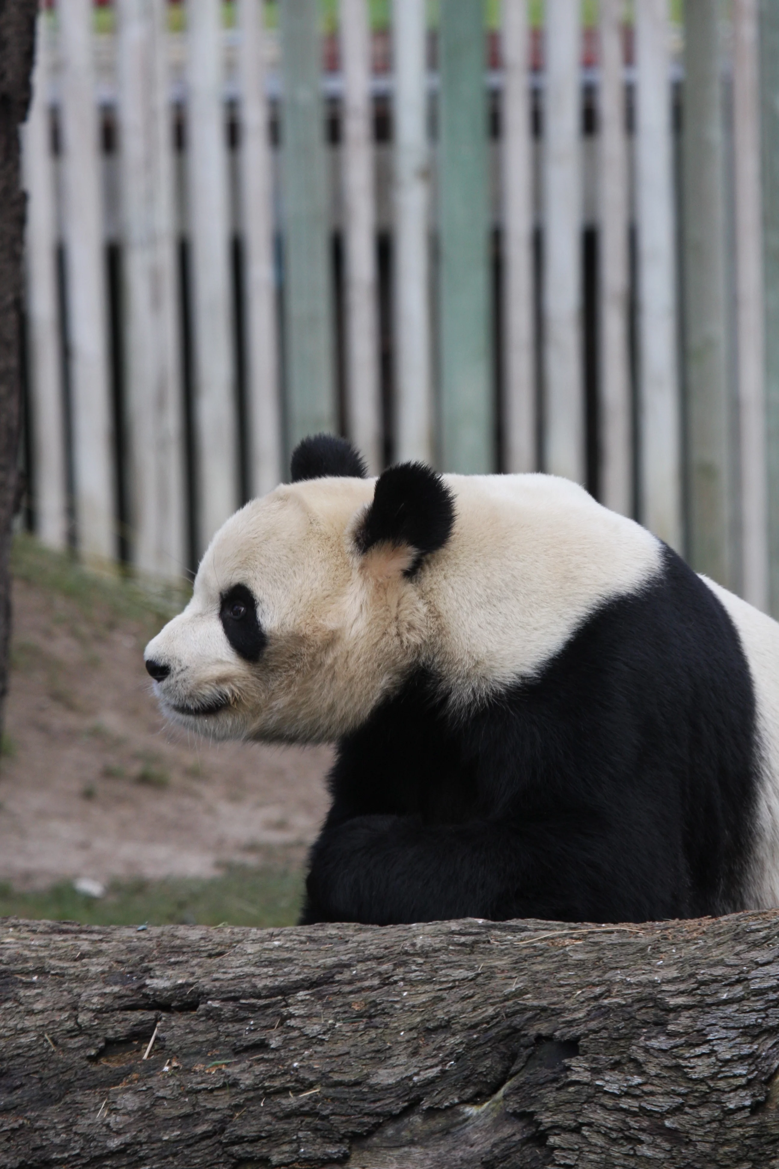 Zoo Madrid