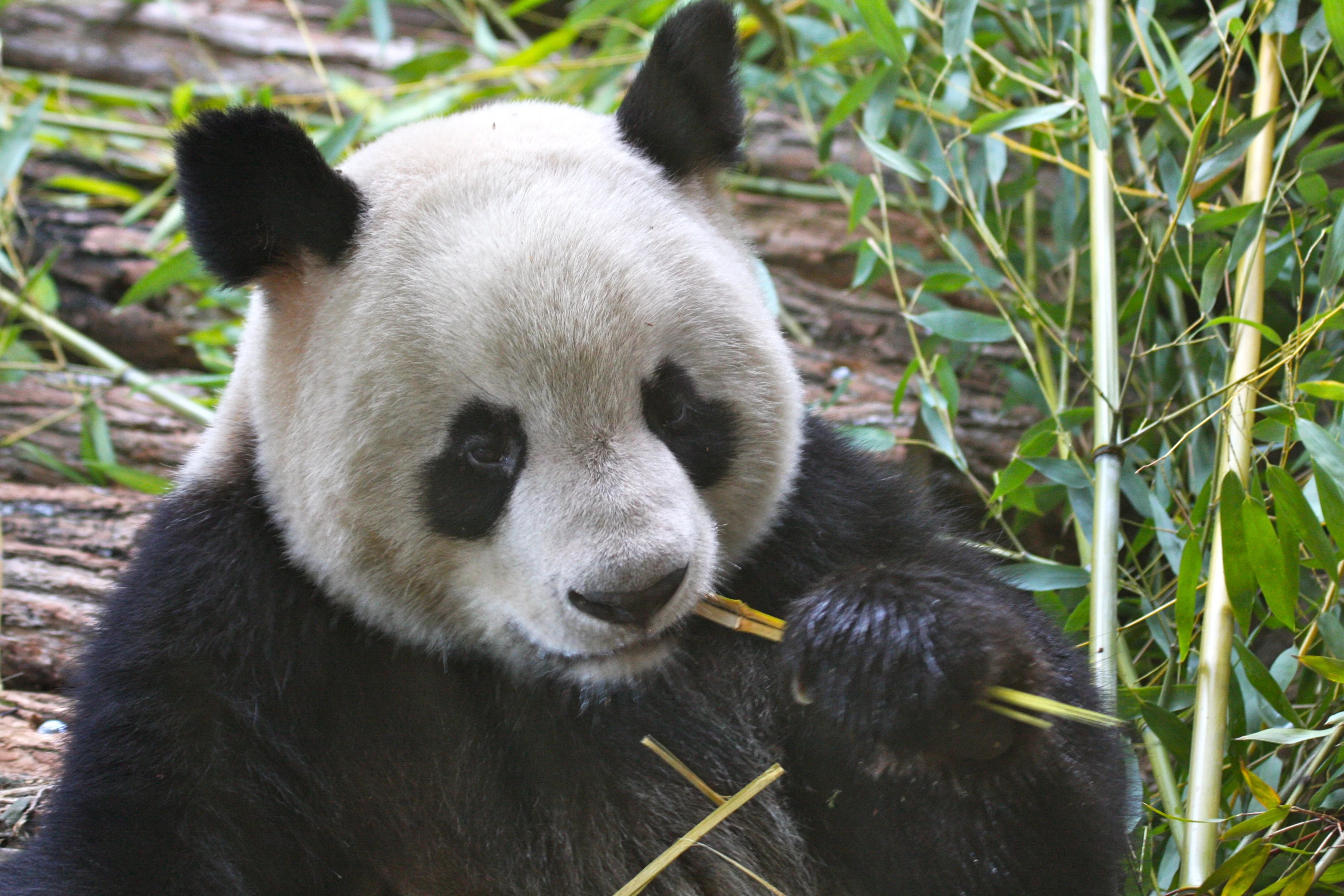 Huan Huan &amp; Yuan Zi arrive in France