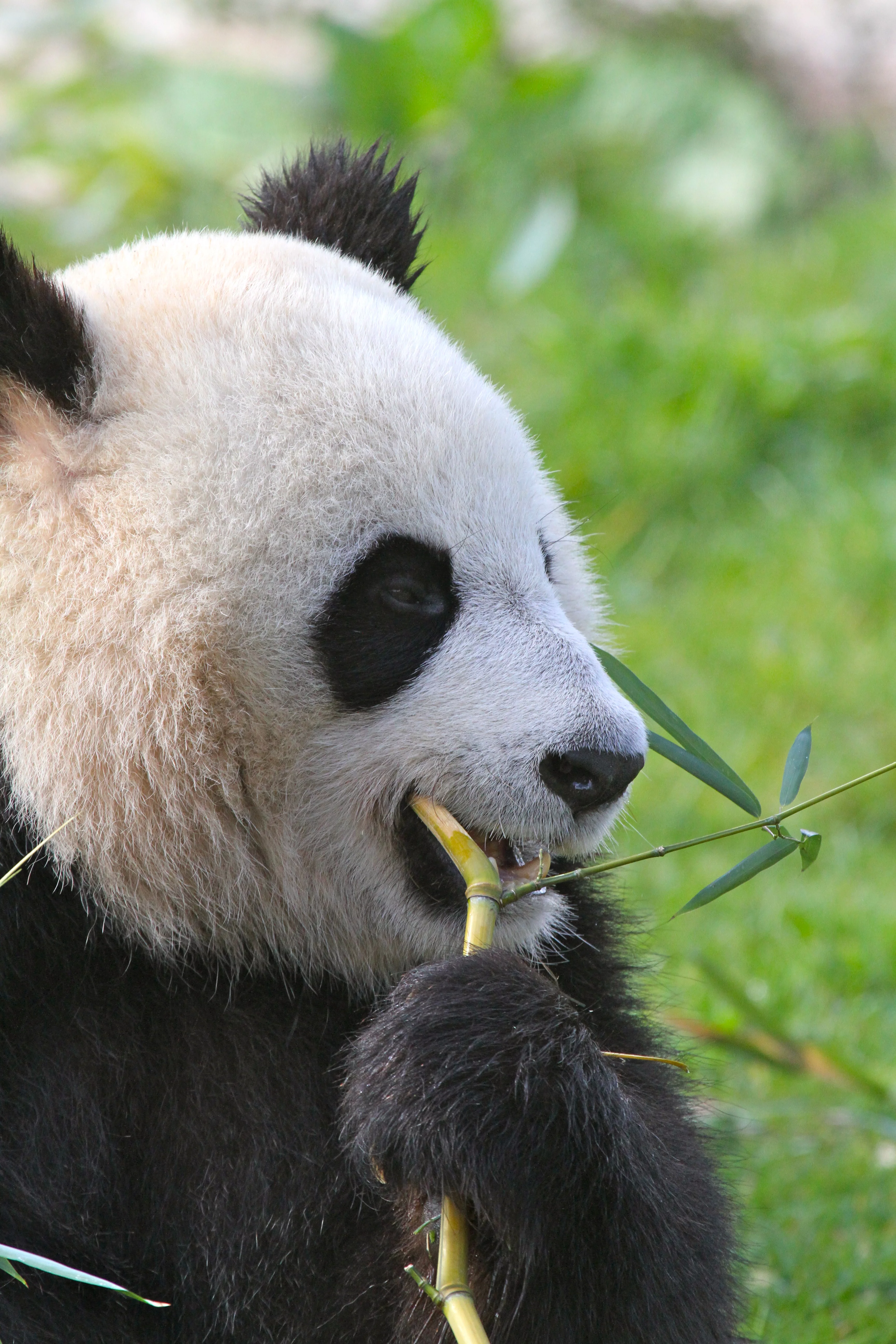 ZooParc de Beauval