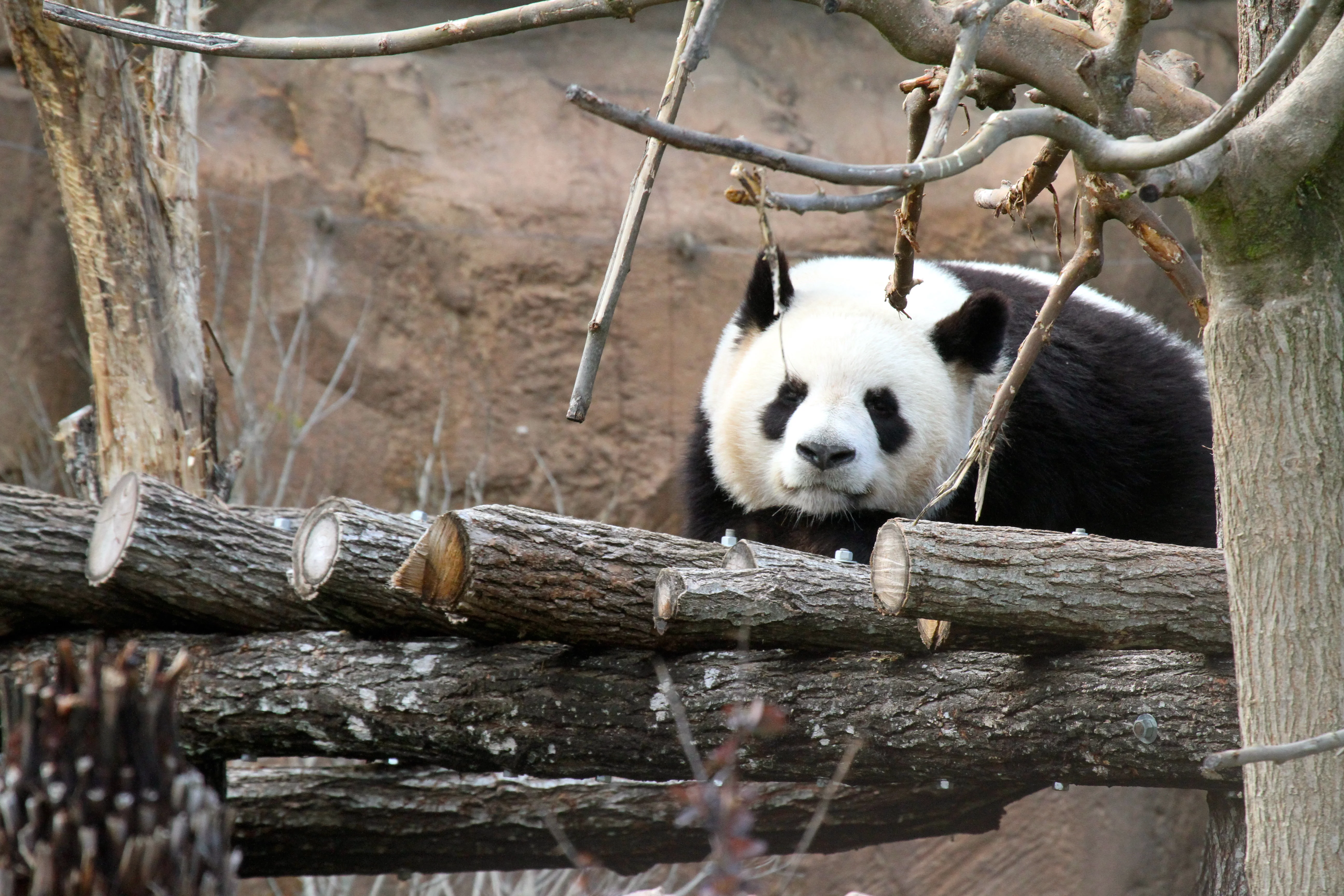 ZooParc de Beauval