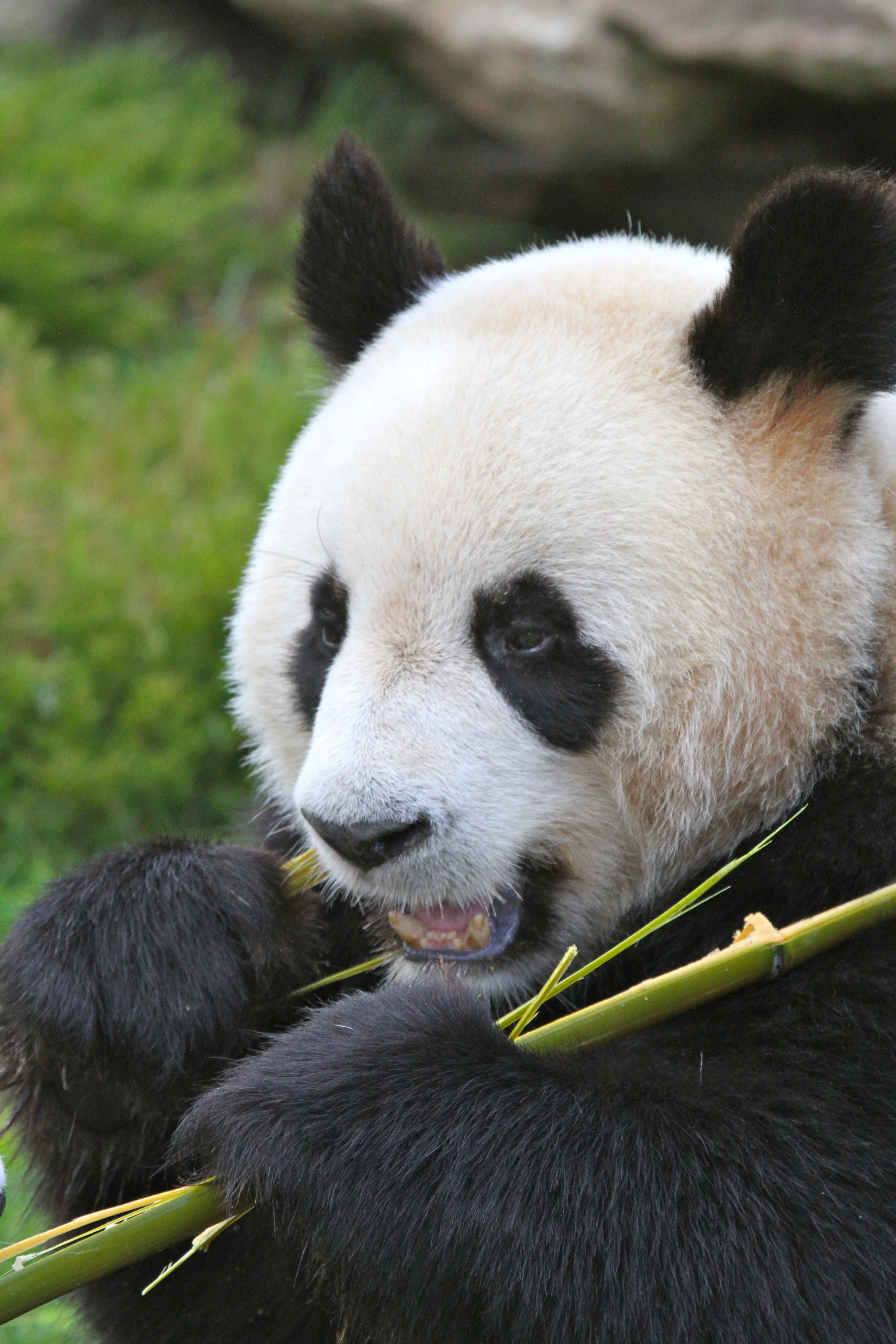 ZooParc de Beauval