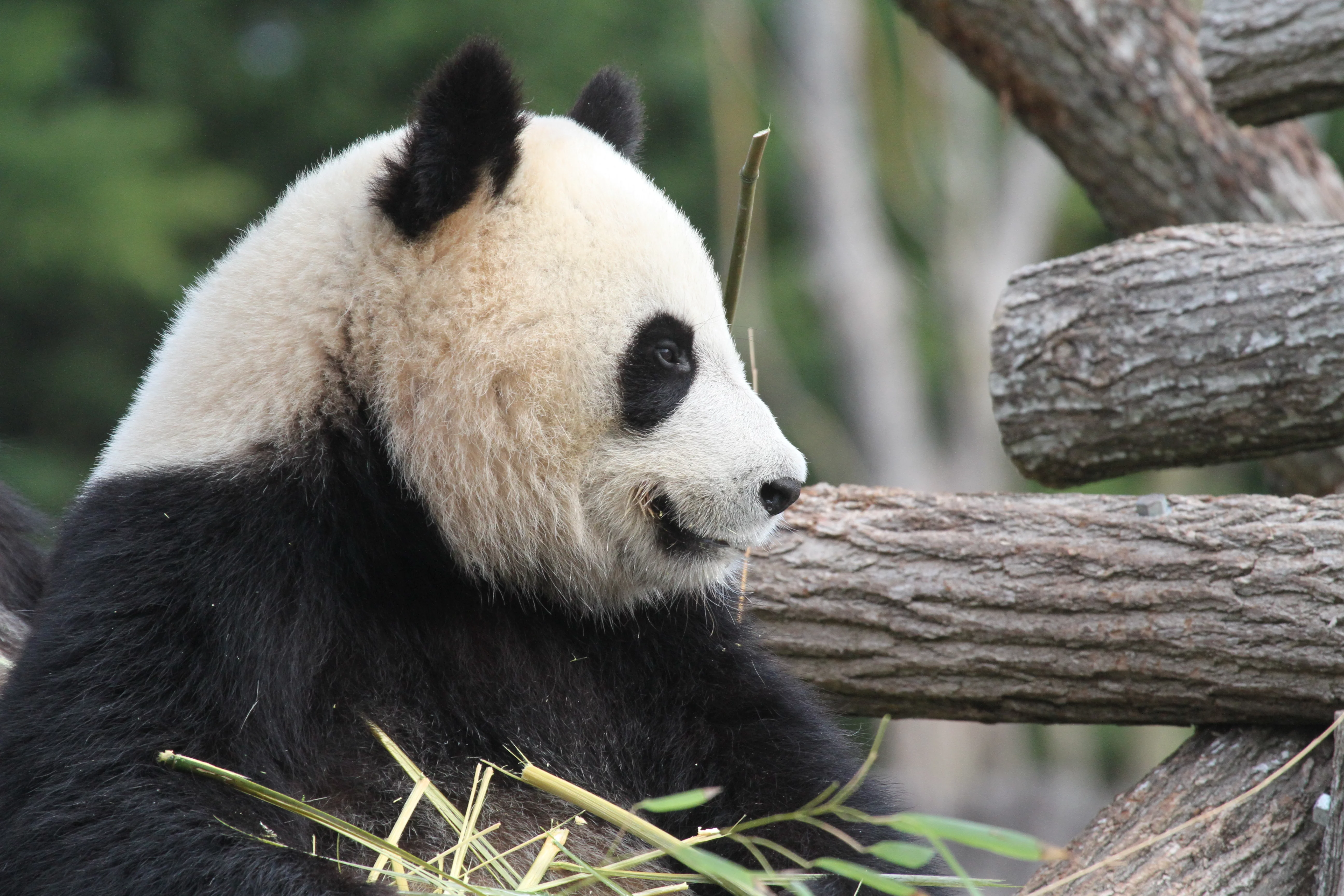 ZooParc de Beauval