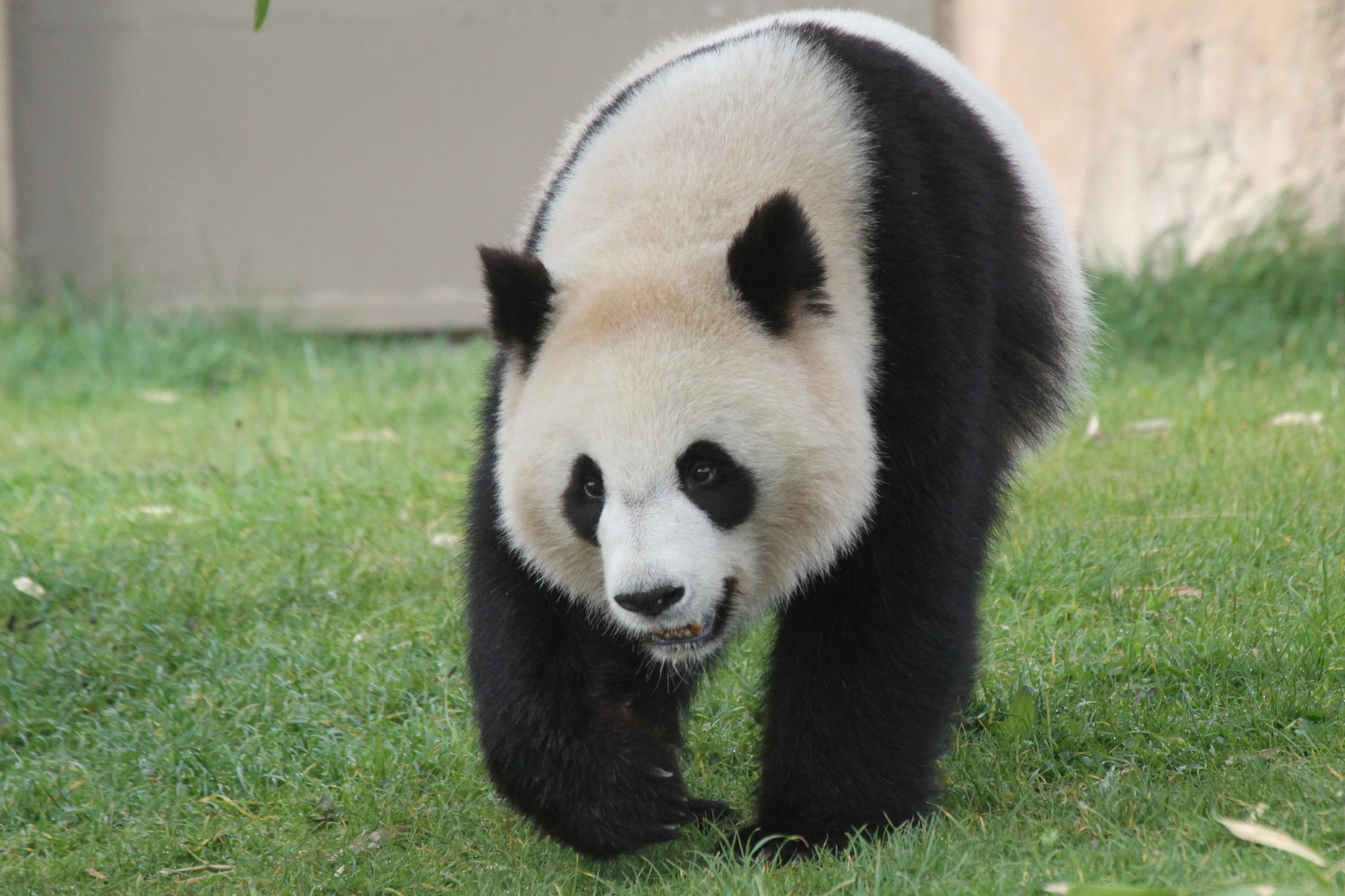 ZooParc de Beauval