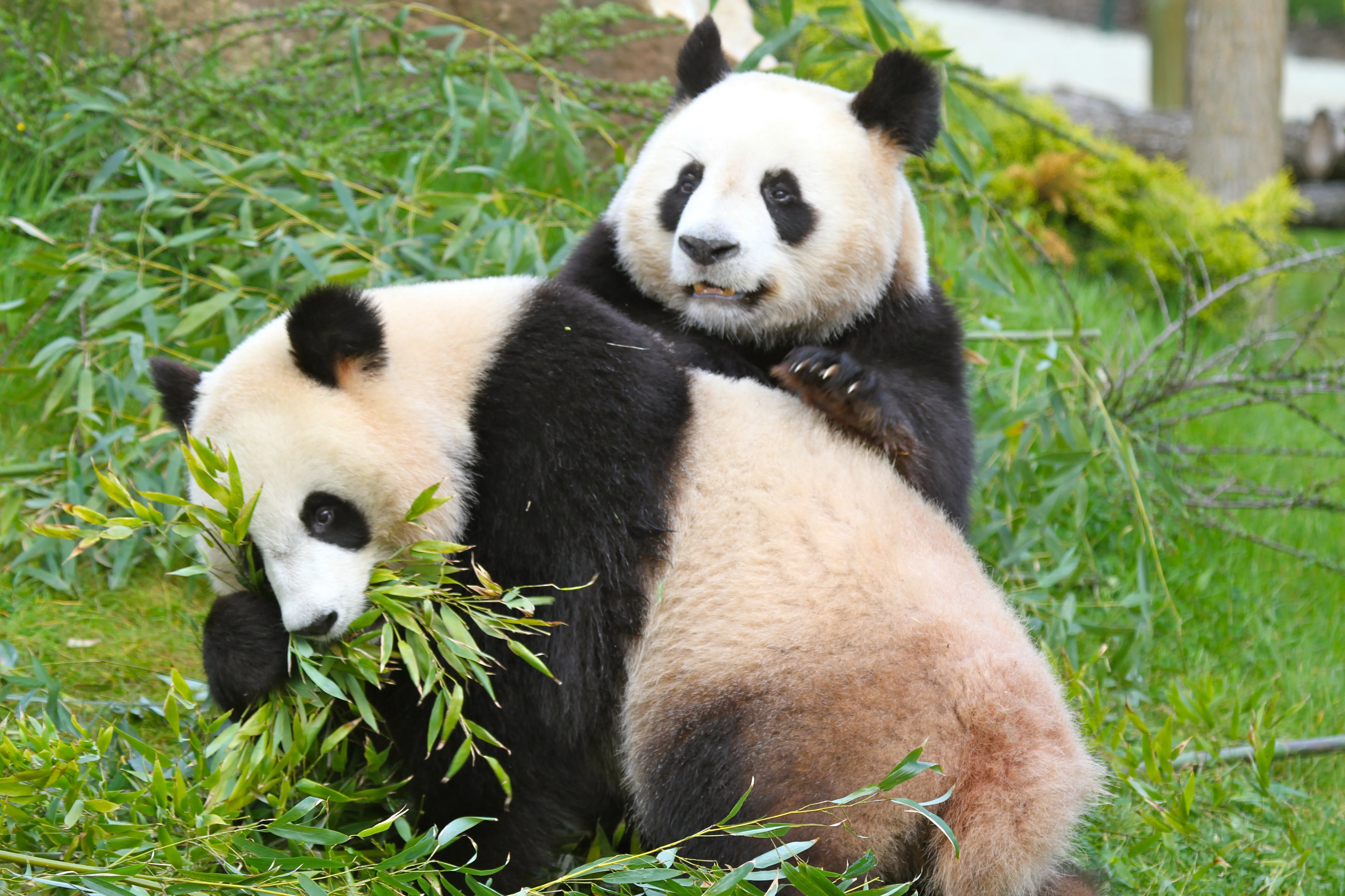 ZooParc de Beauval