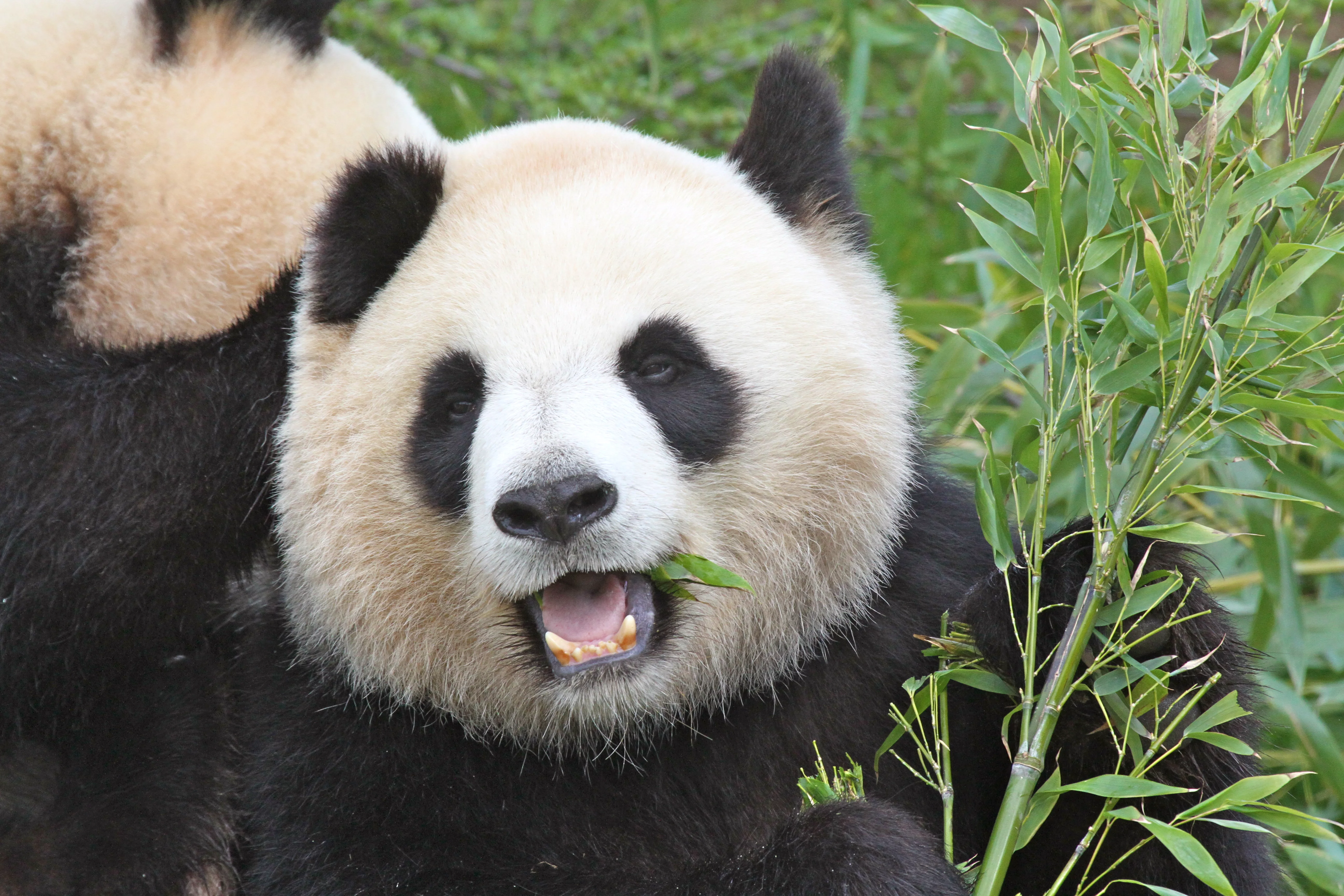 ZooParc de Beauval