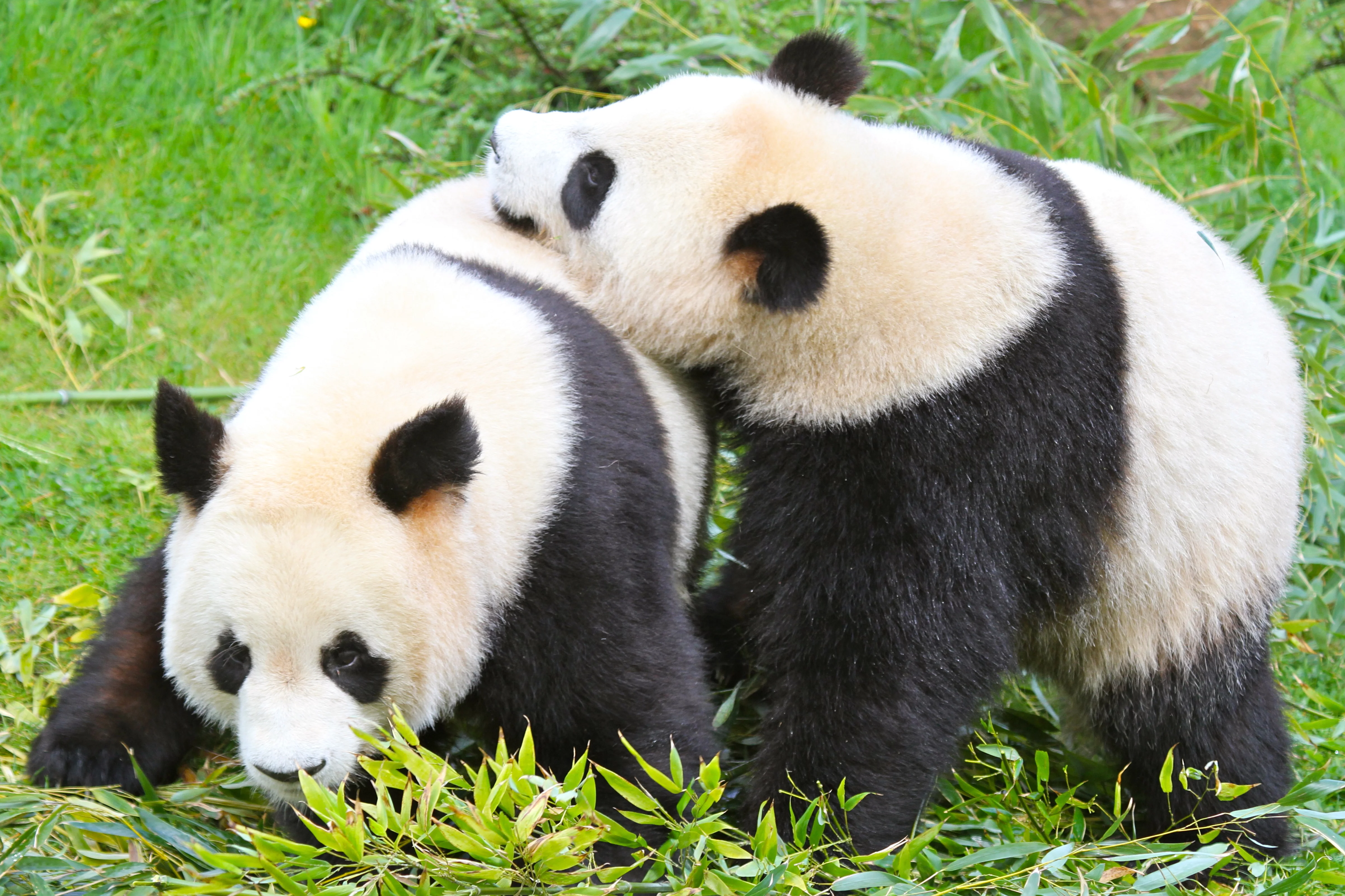 ZooParc de Beauval