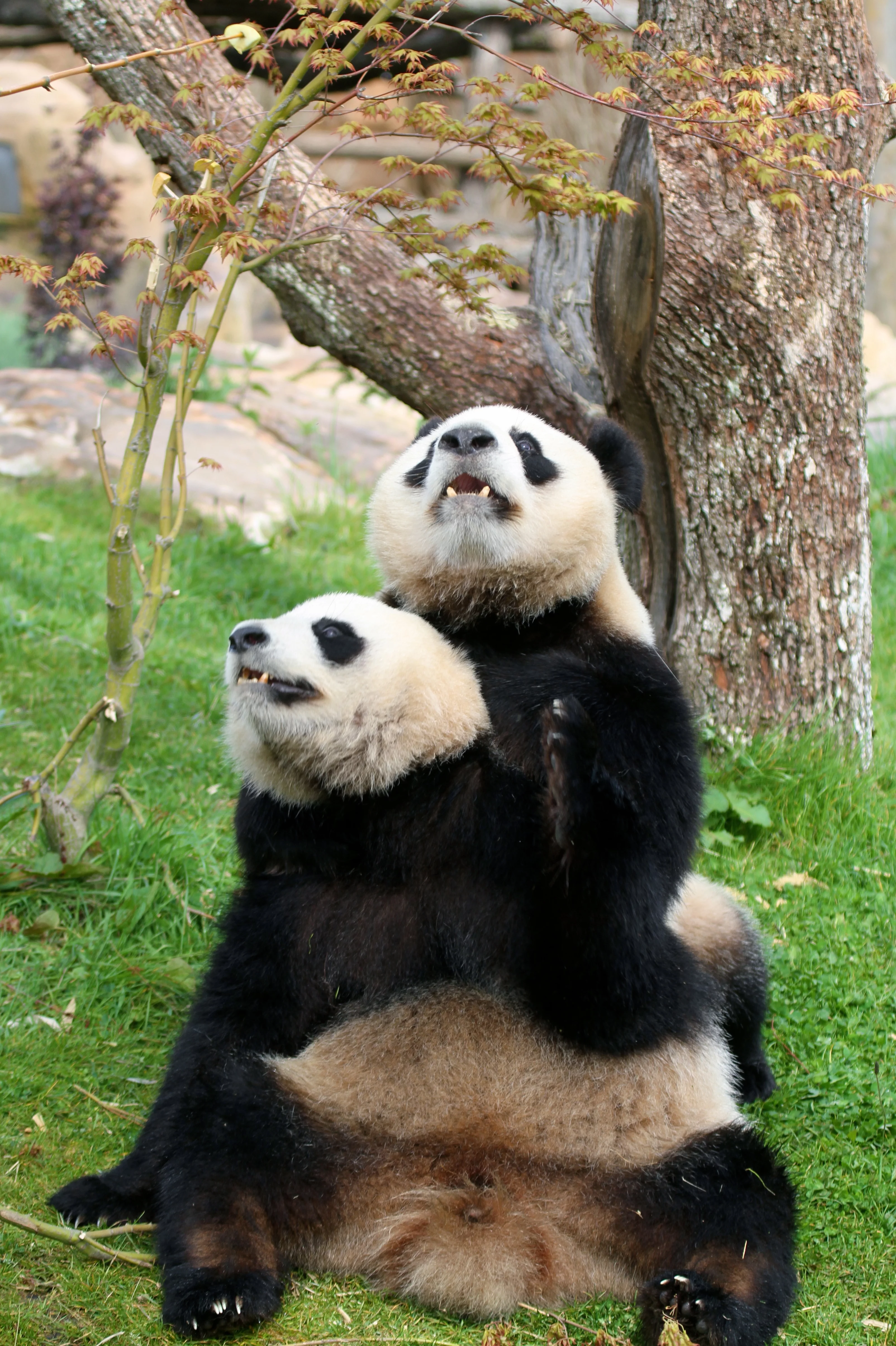 ZooParc de Beauval