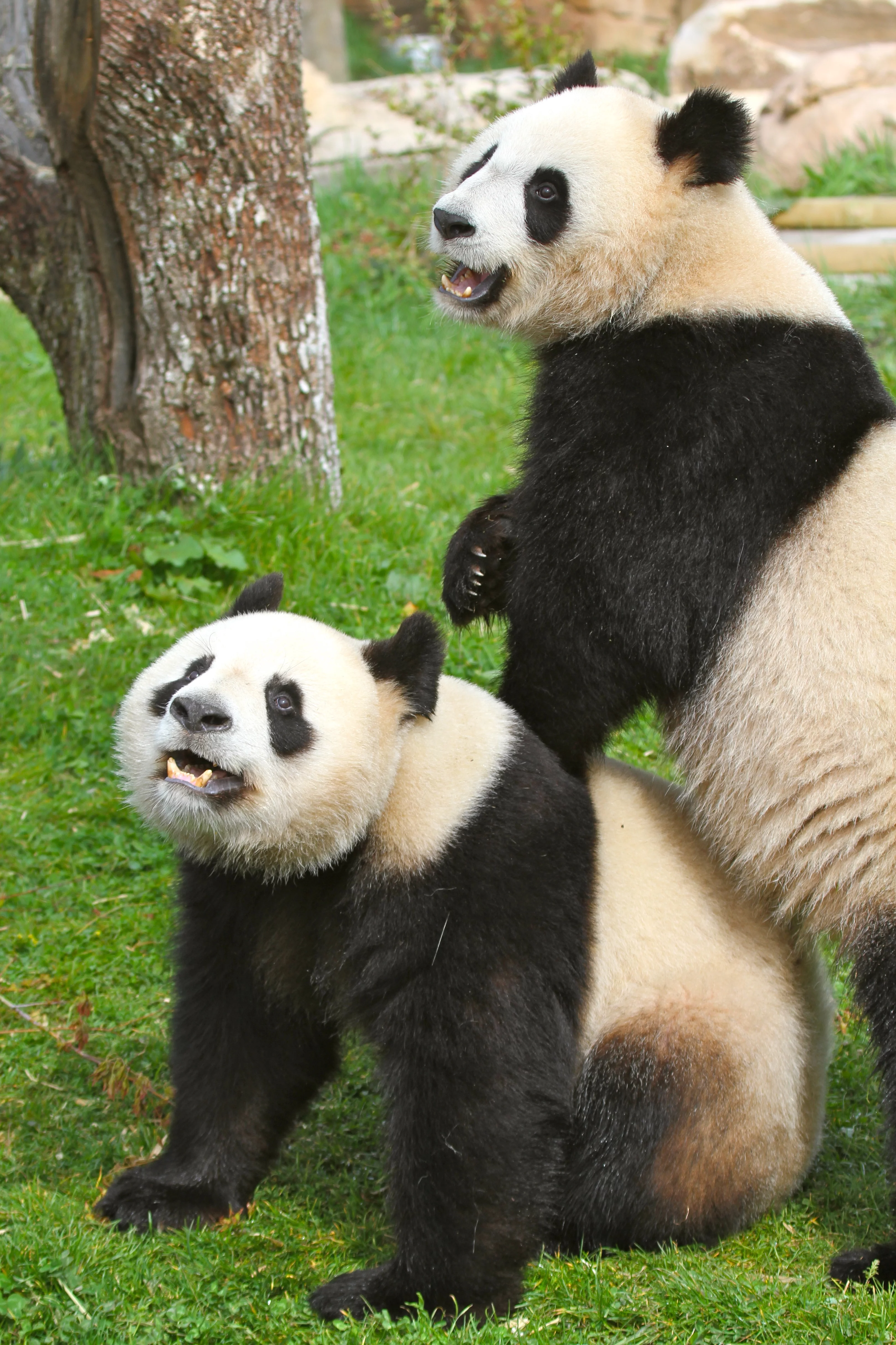 ZooParc de Beauval