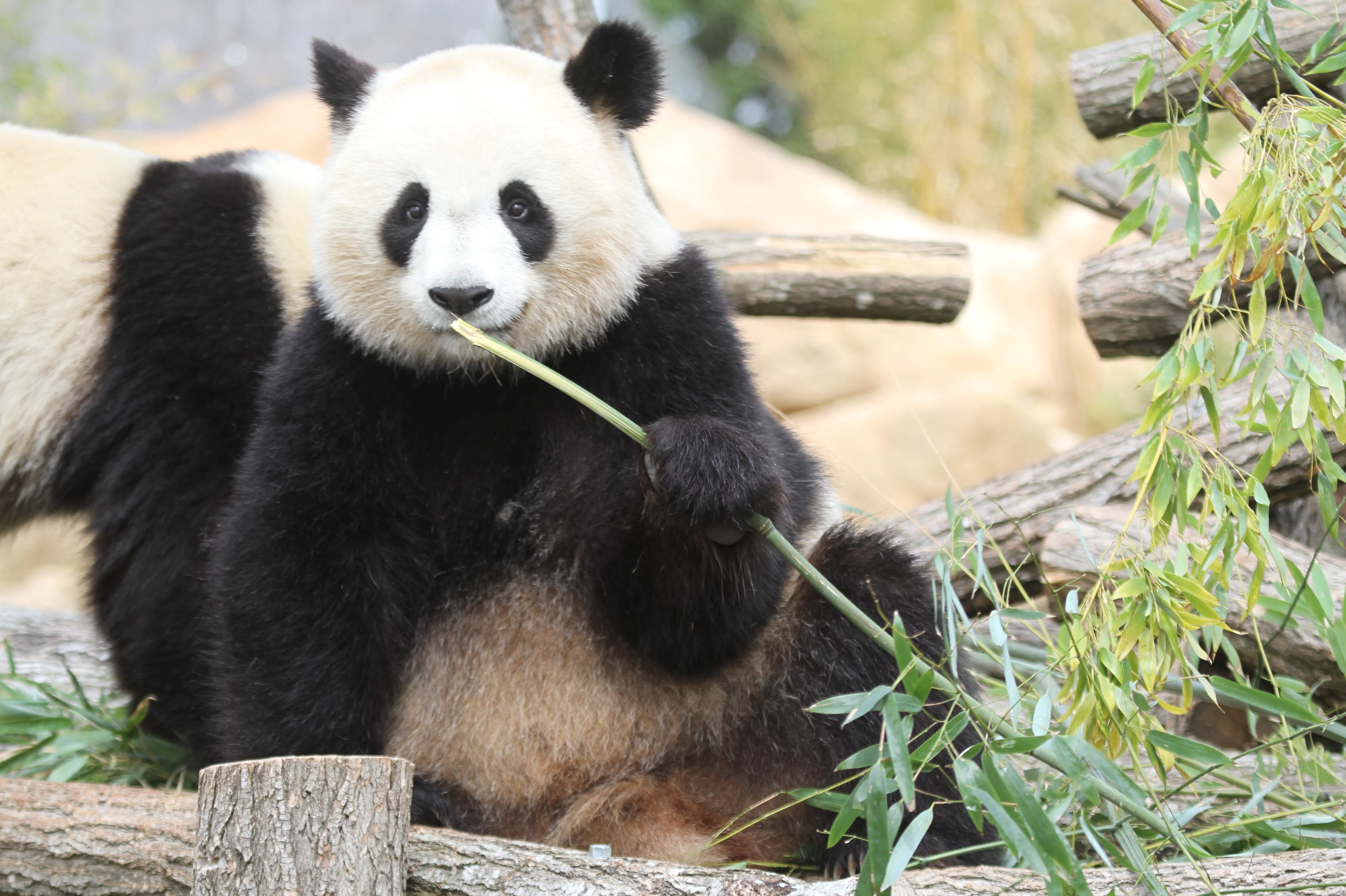 ZooParc de Beauval