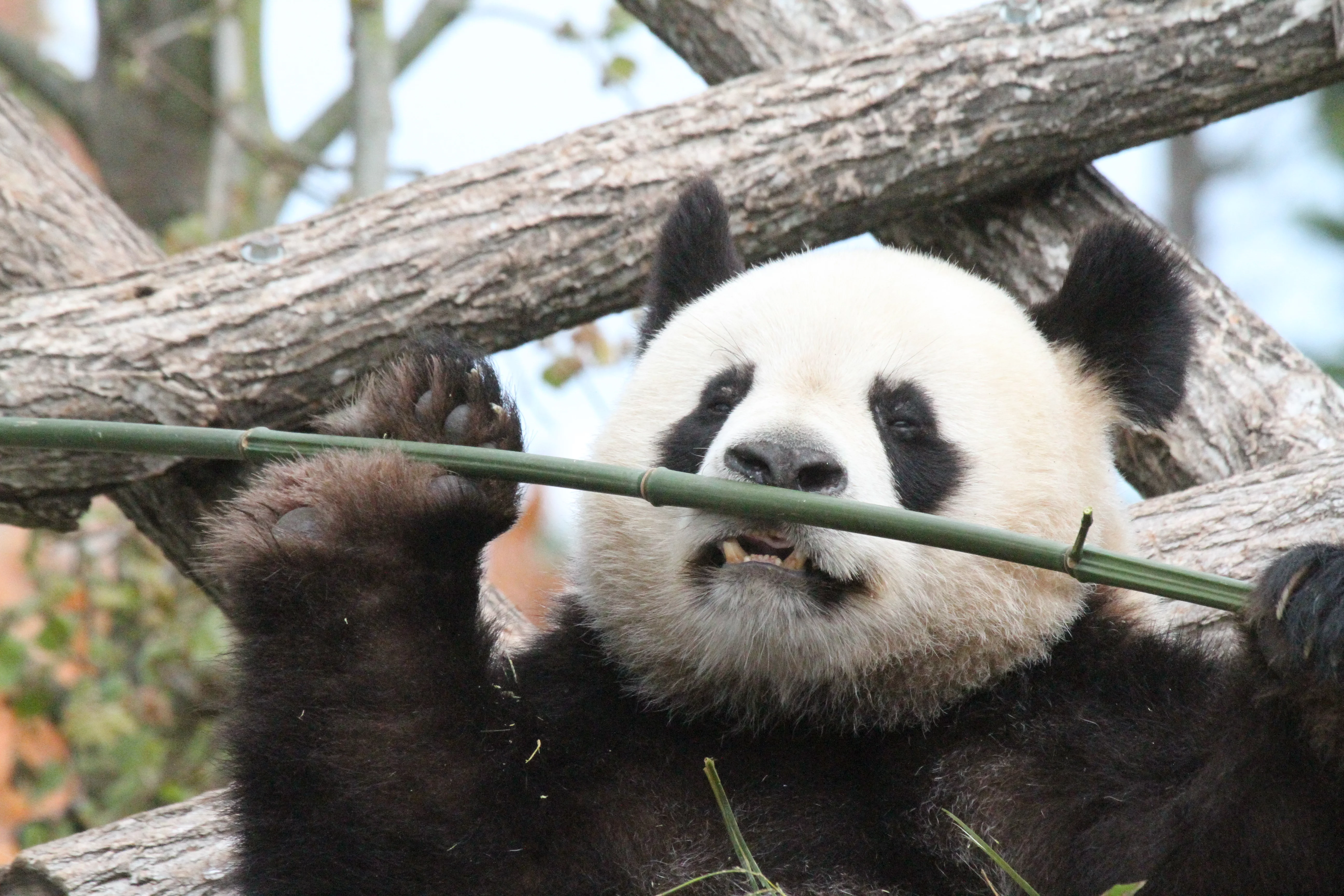 ZooParc de Beauval