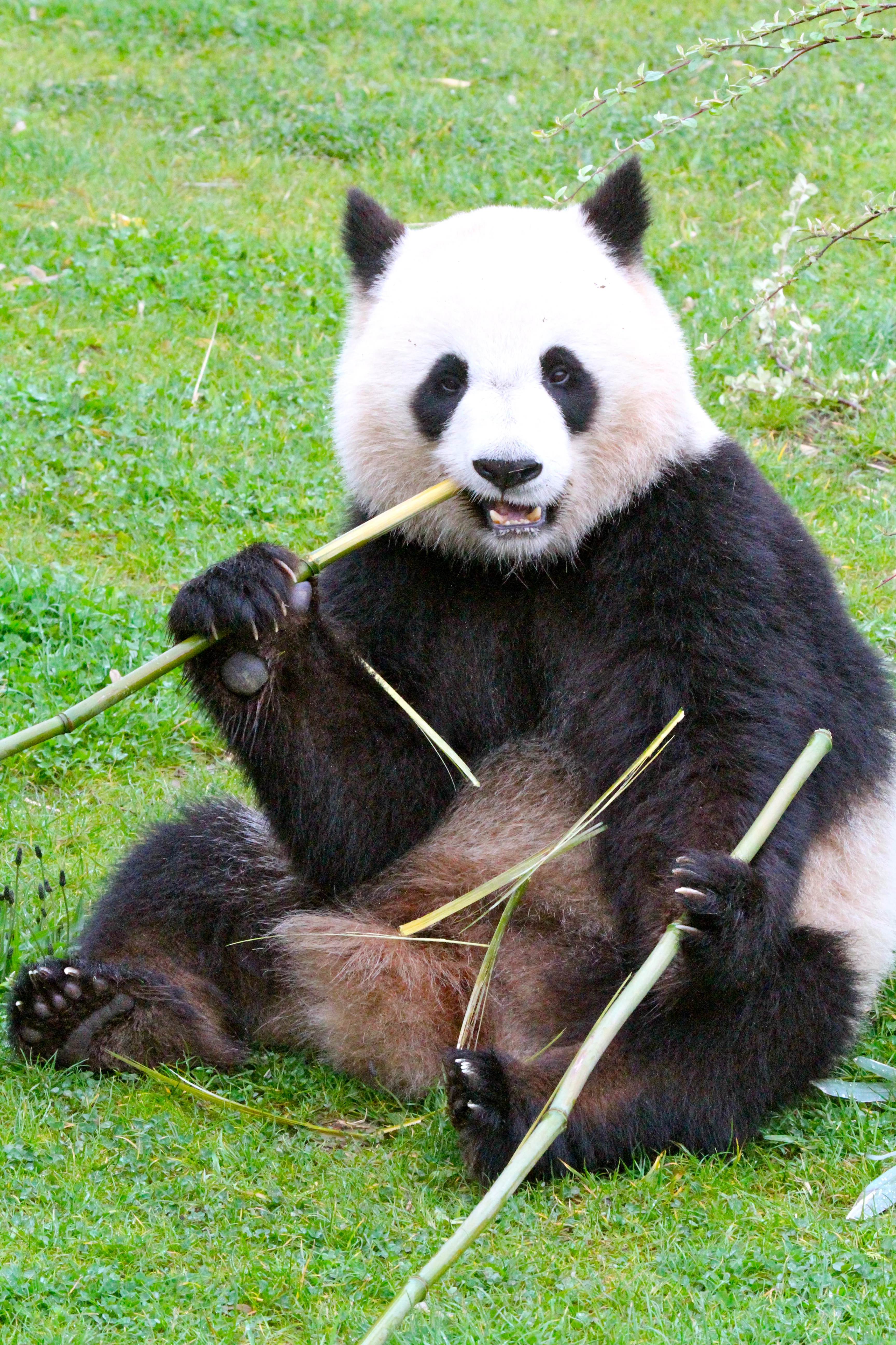 ZooParc de Beauval