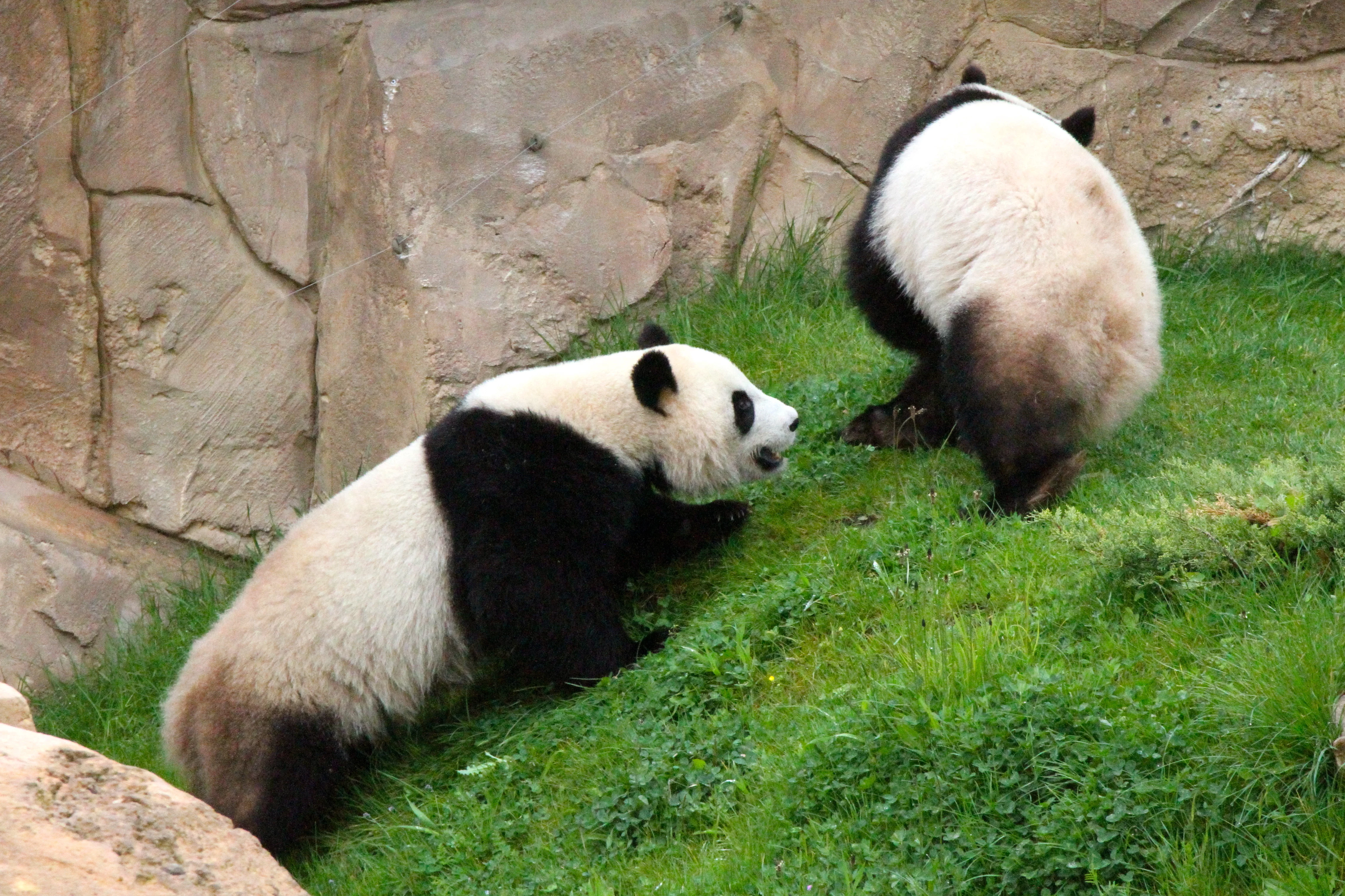 ZooParc de Beauval