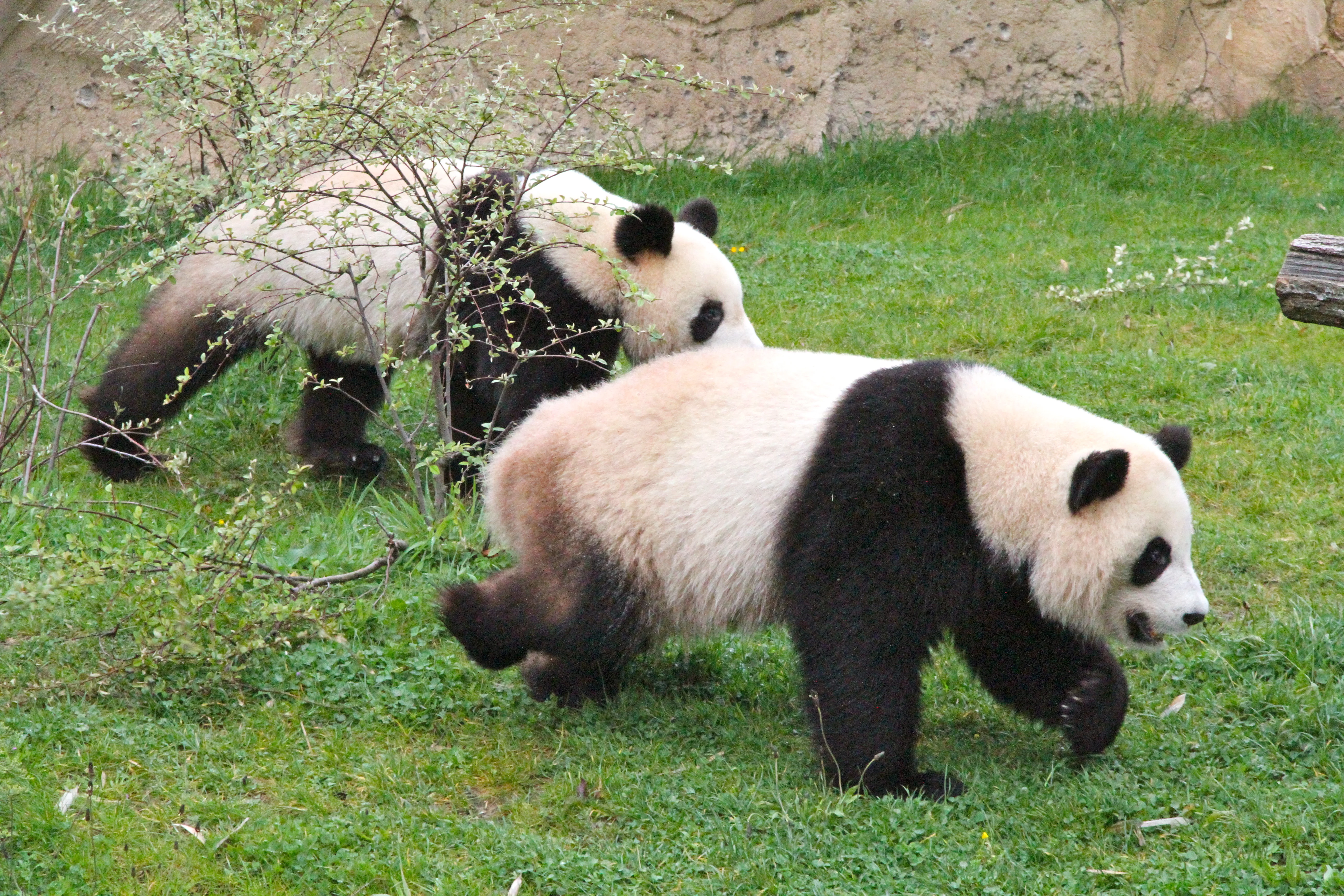 ZooParc de Beauval