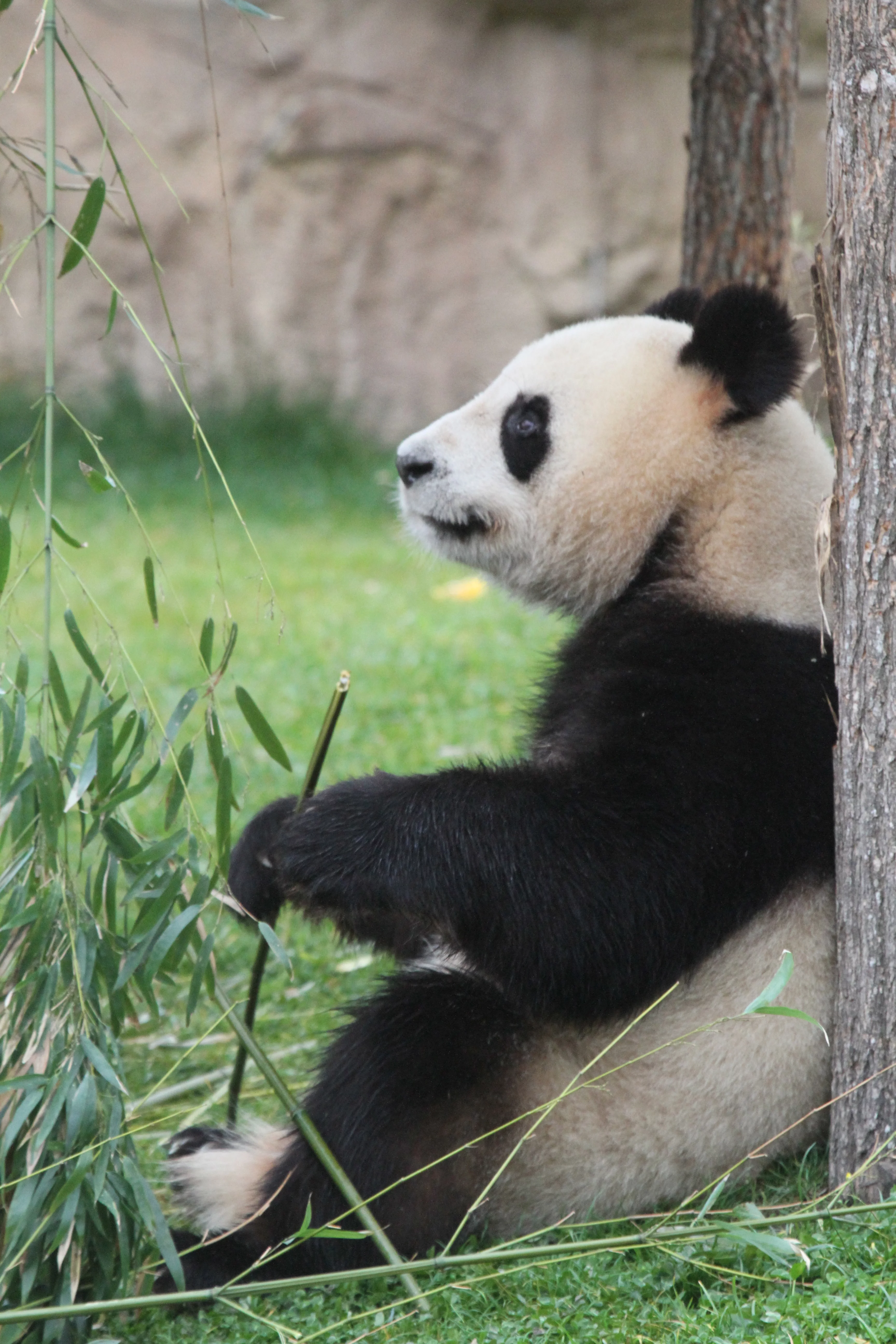 ZooParc de Beauval