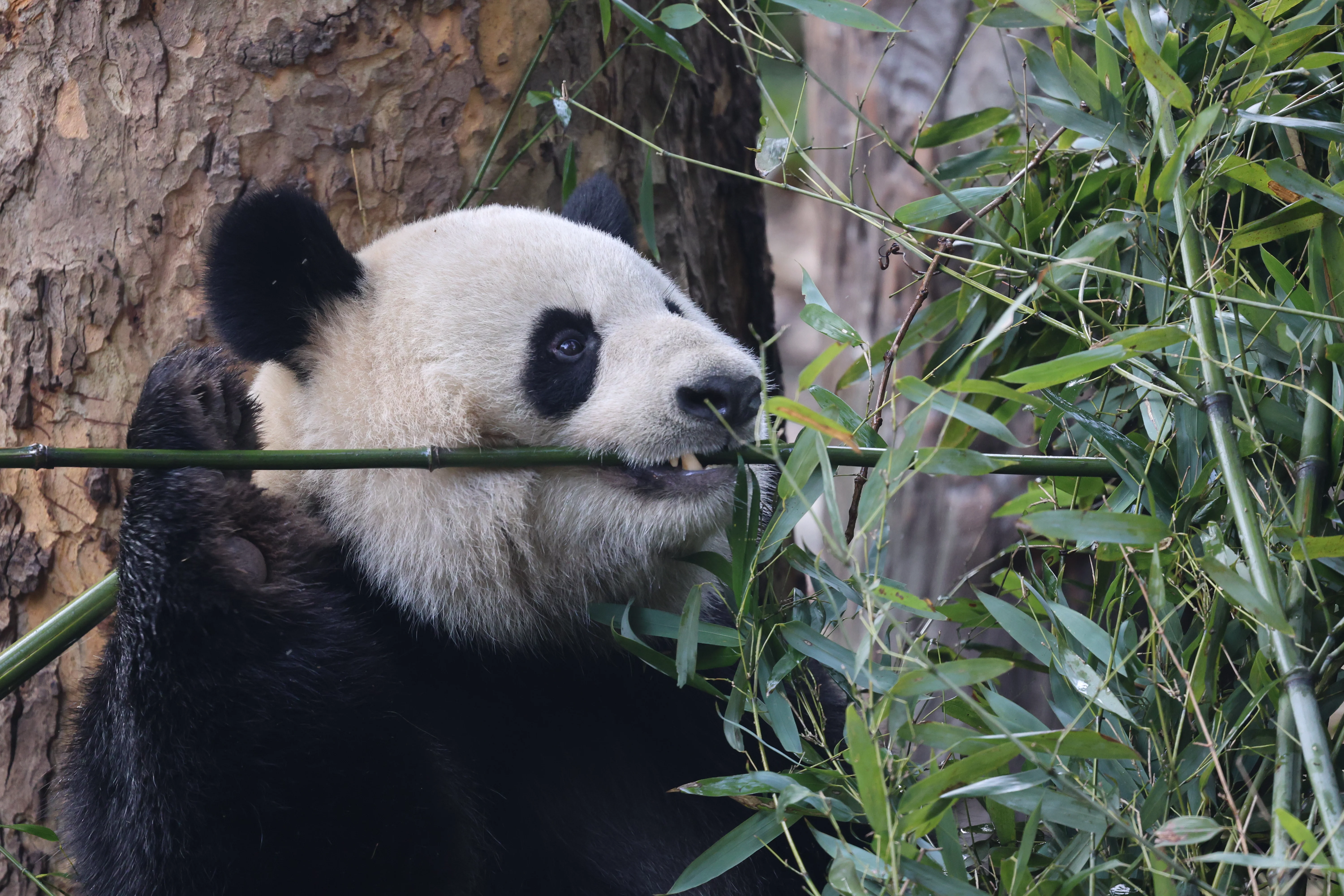 Chengdu Research Base of Giant Panda Breeding