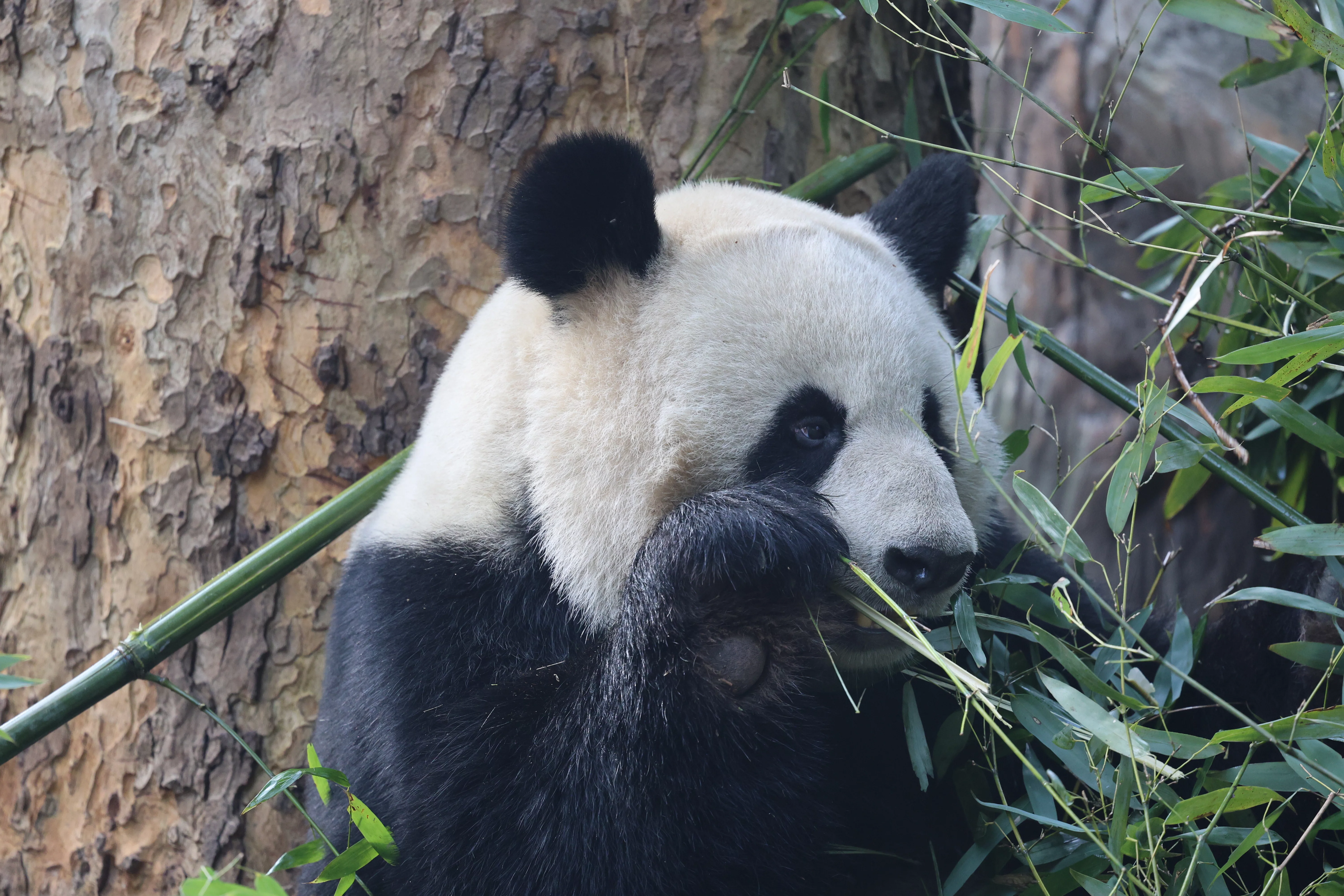 Chengdu Research Base of Giant Panda Breeding