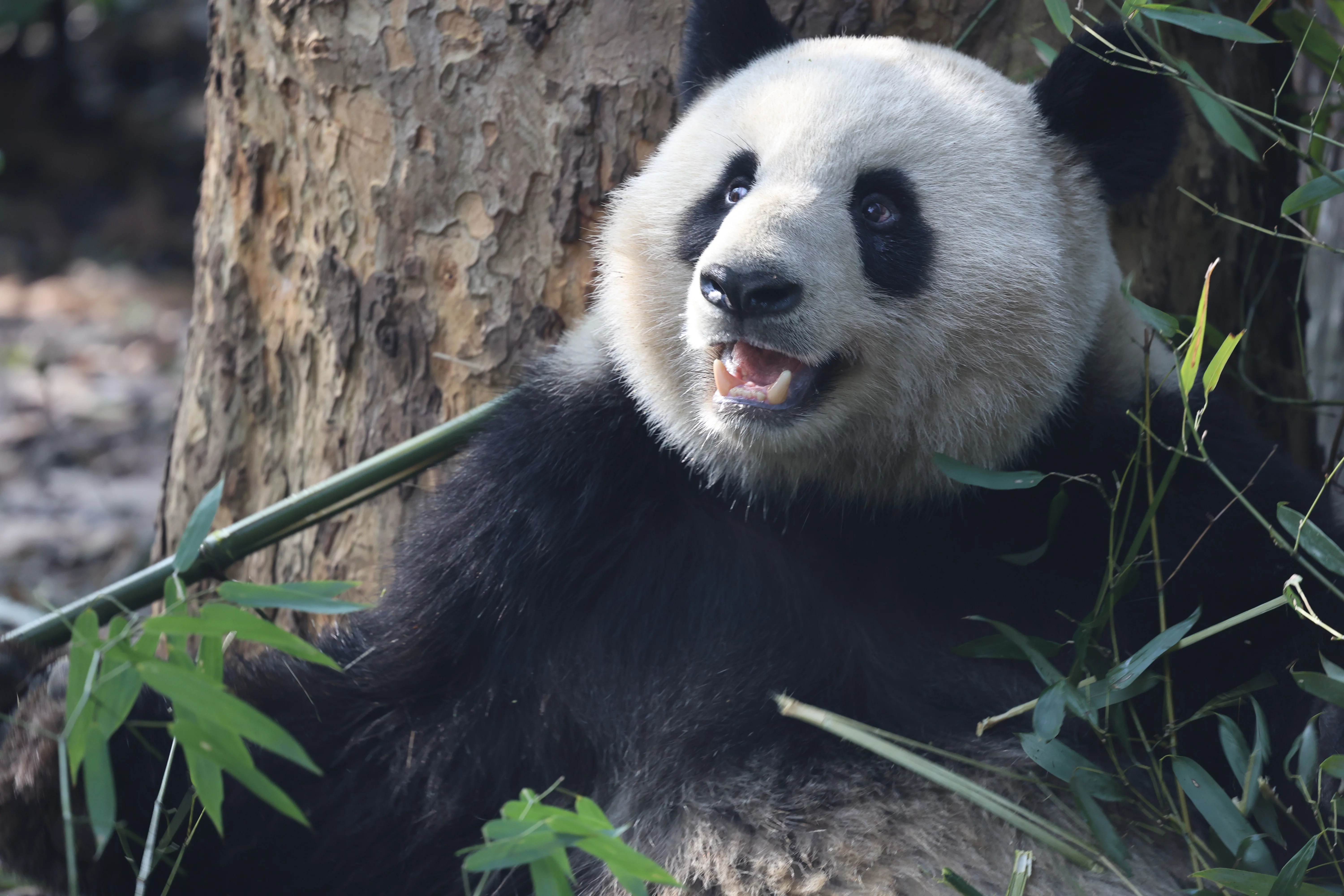 Chengdu Research Base of Giant Panda Breeding