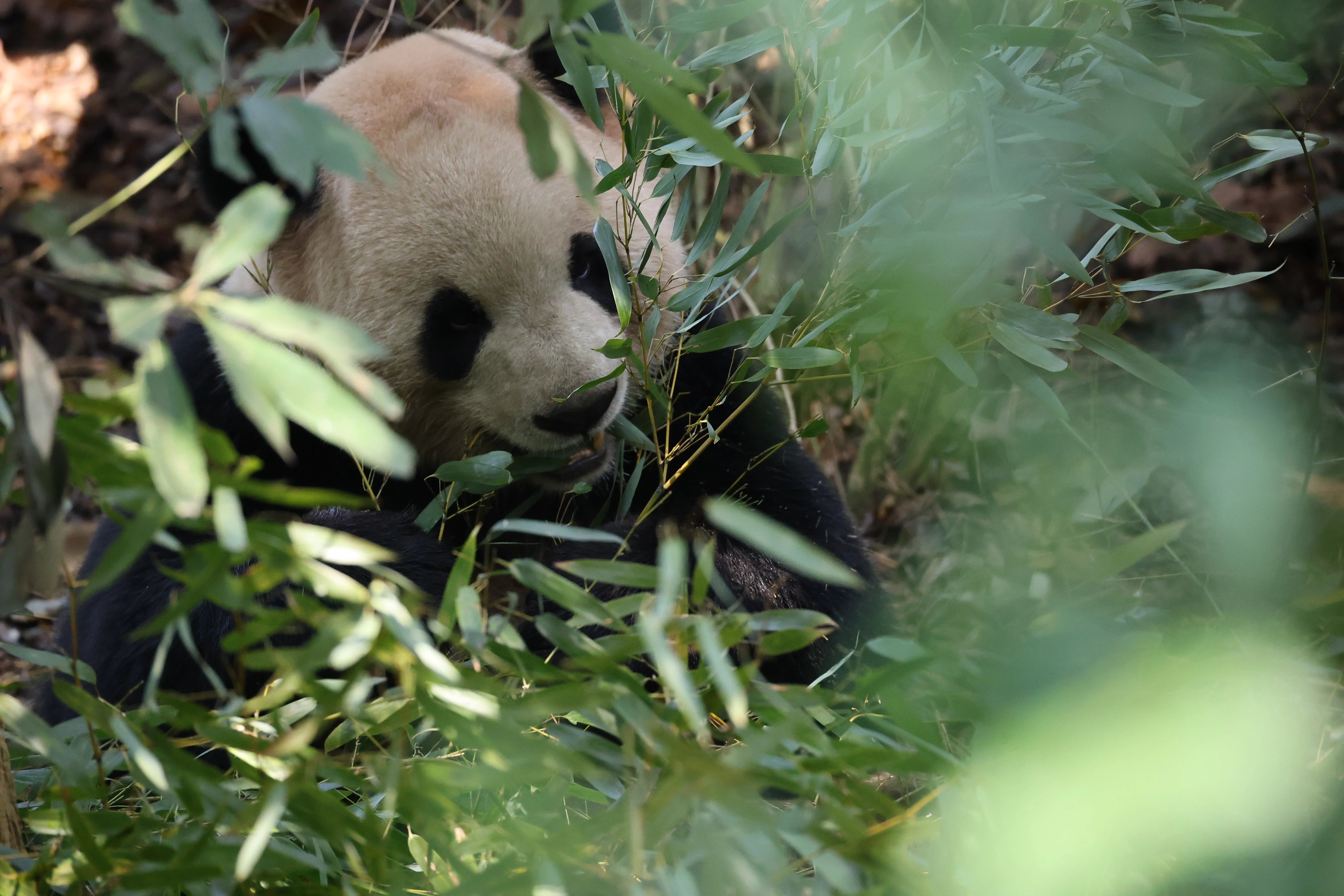 Chengdu Research Base of Giant Panda Breeding