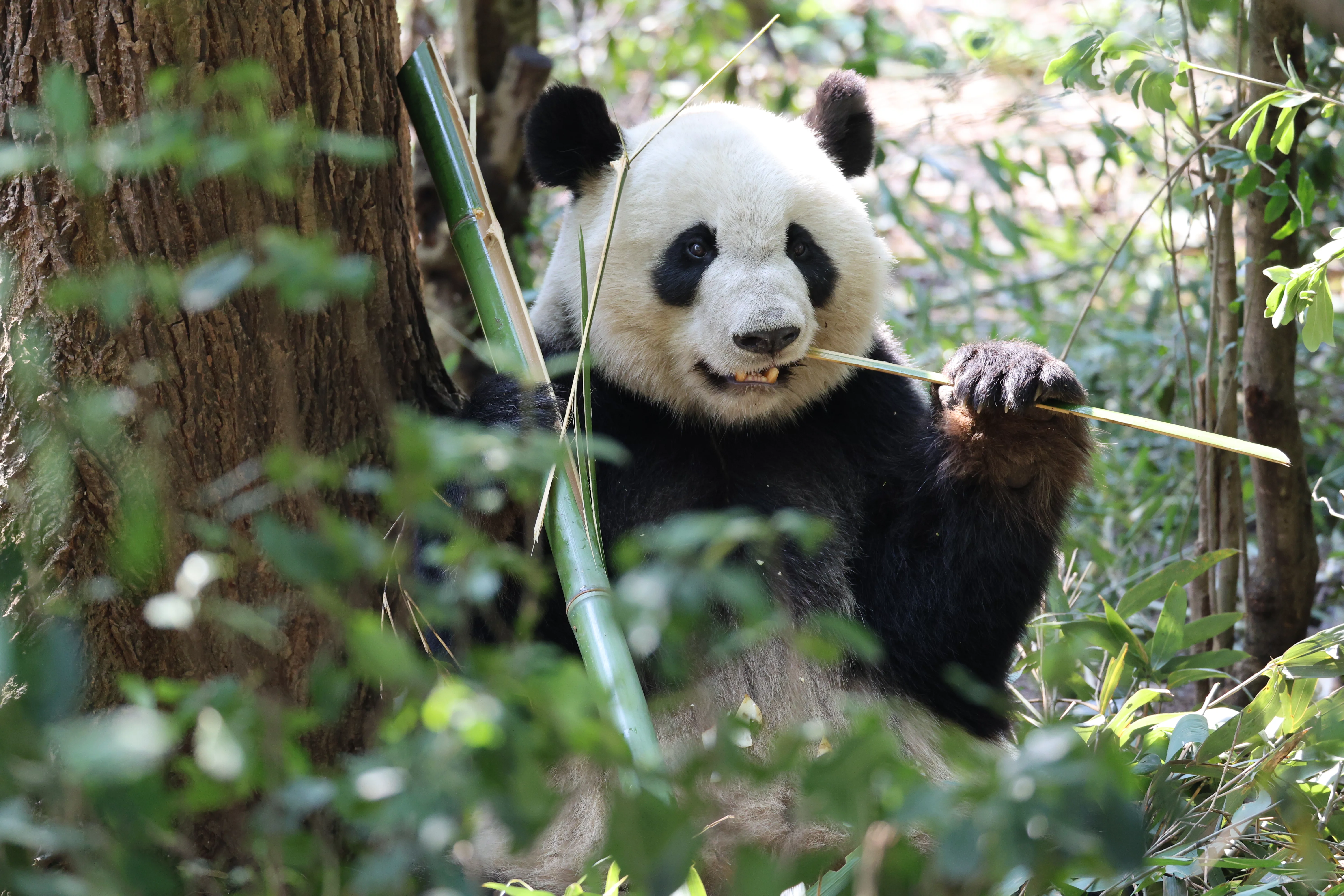 Chengdu Research Base of Giant Panda Breeding