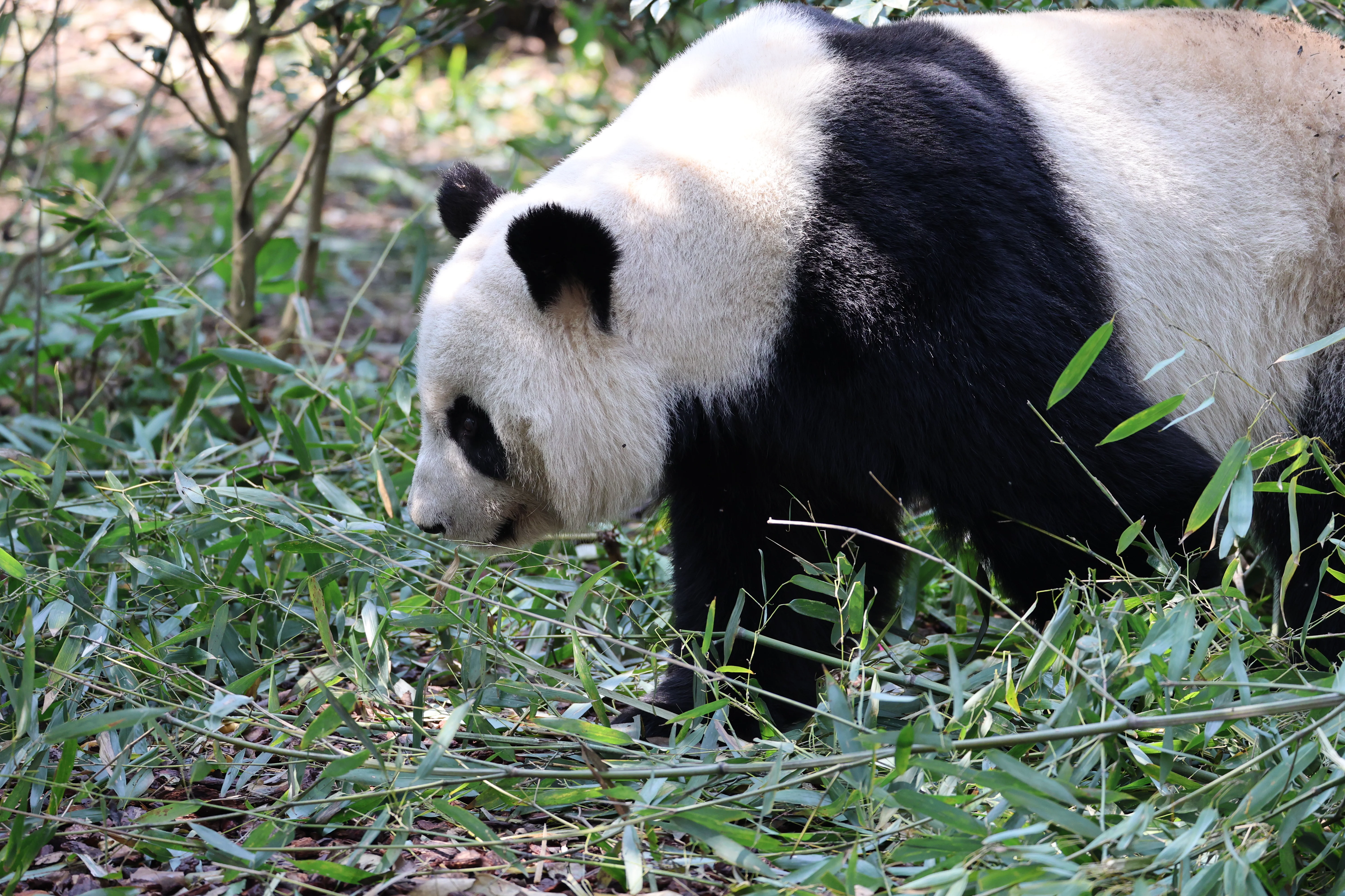 Chengdu Research Base of Giant Panda Breeding