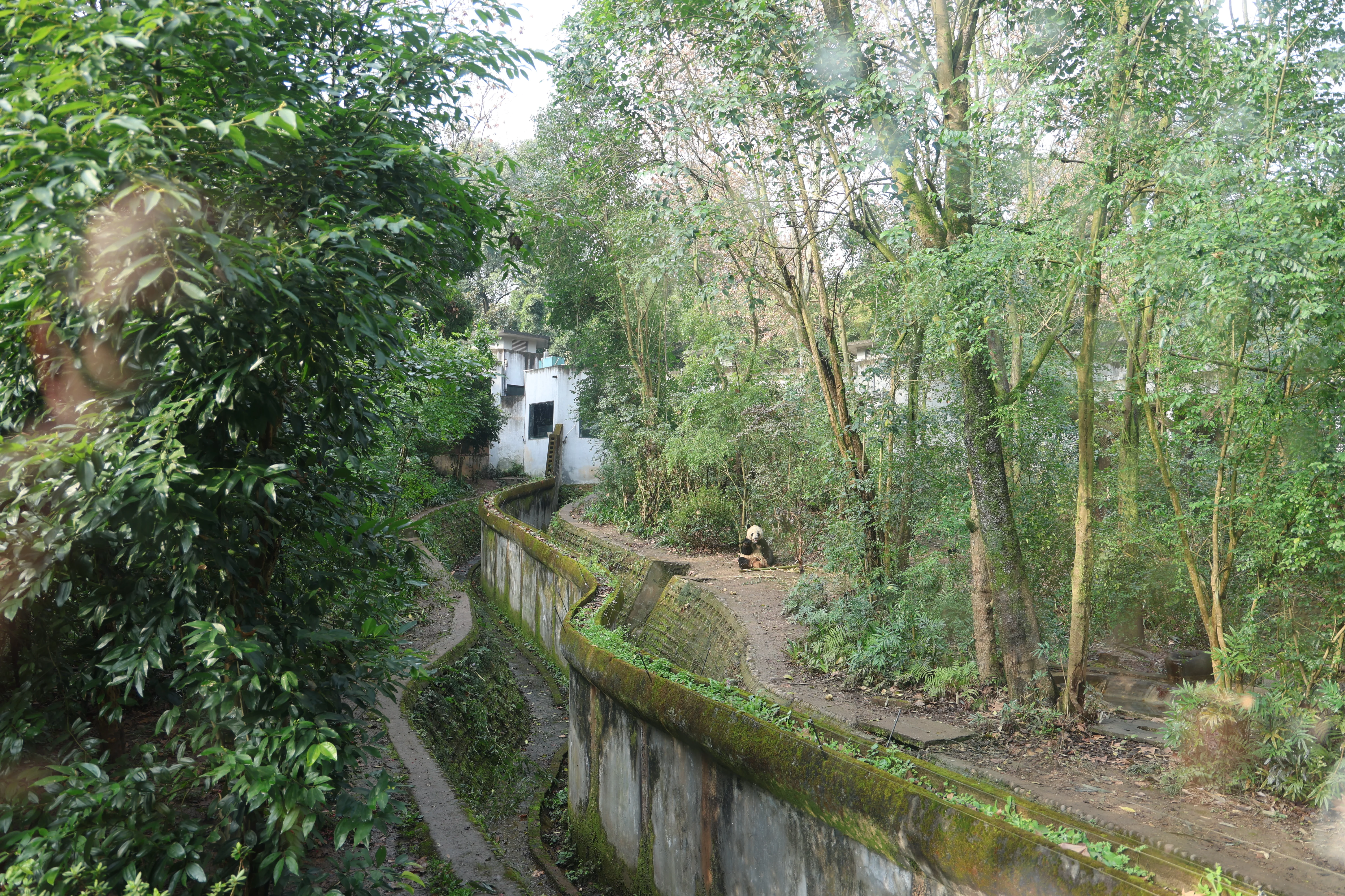 Chengdu Research Base of Giant Panda Breeding