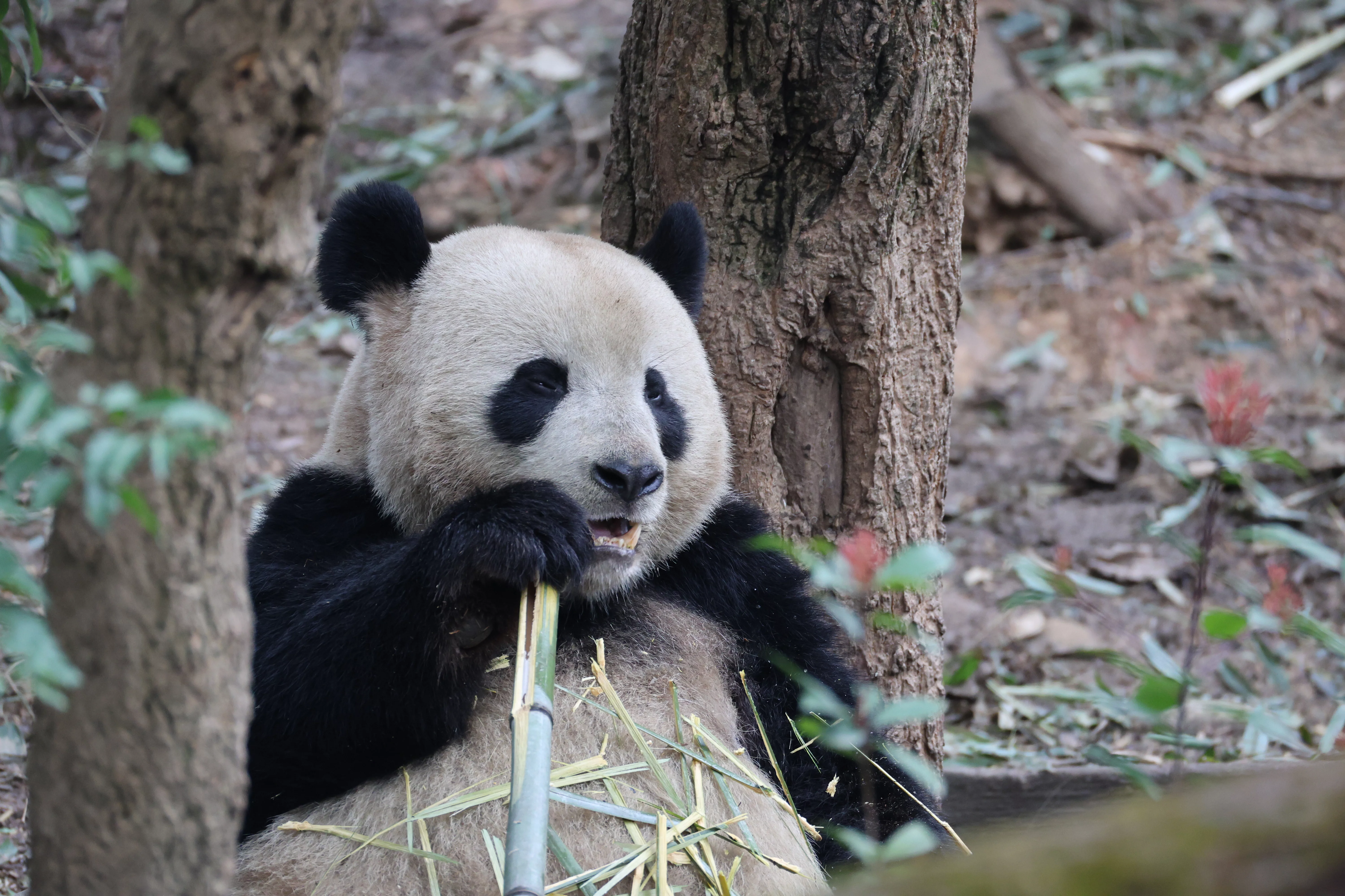 Chengdu Research Base of Giant Panda Breeding