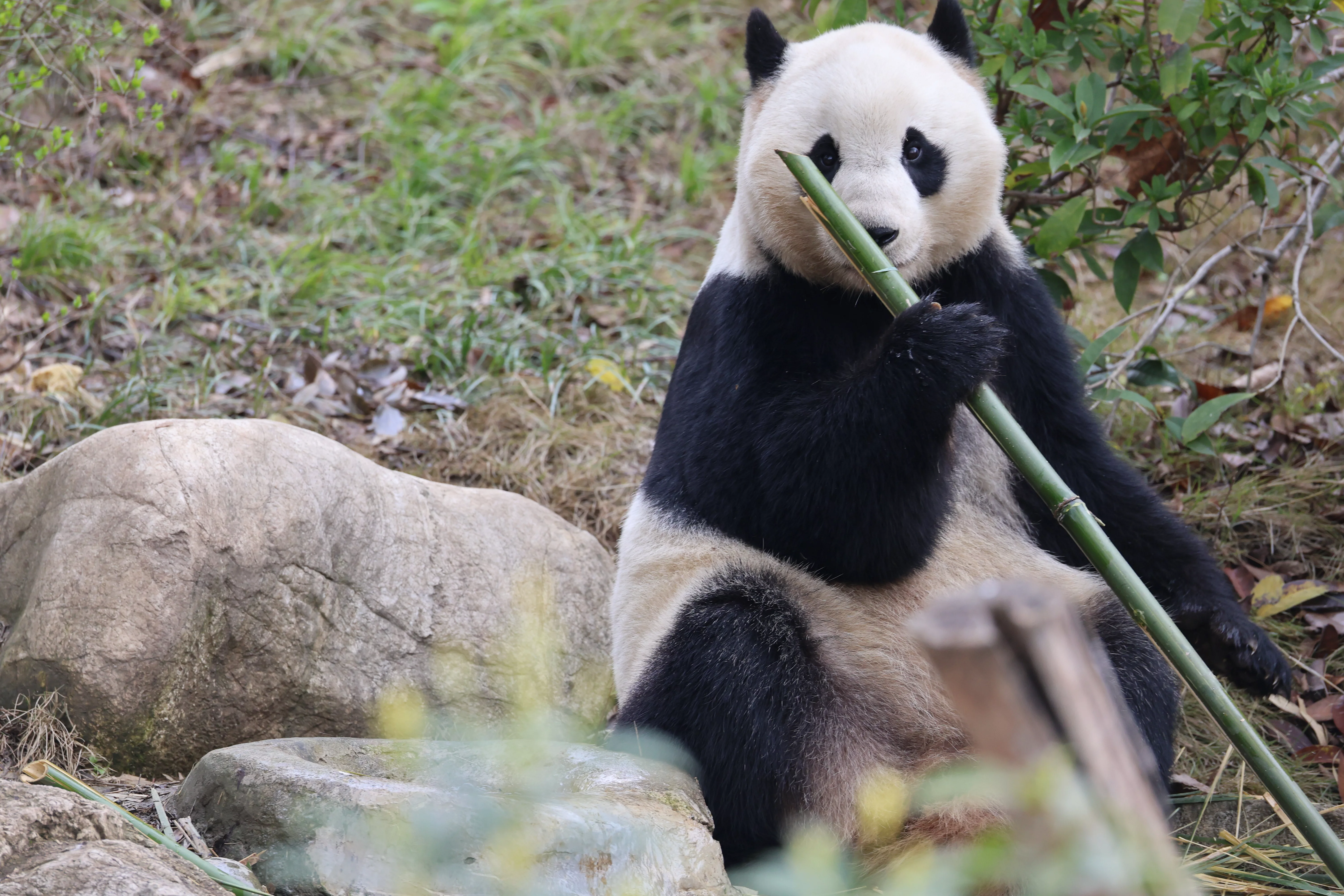 Chengdu Research Base of Giant Panda Breeding