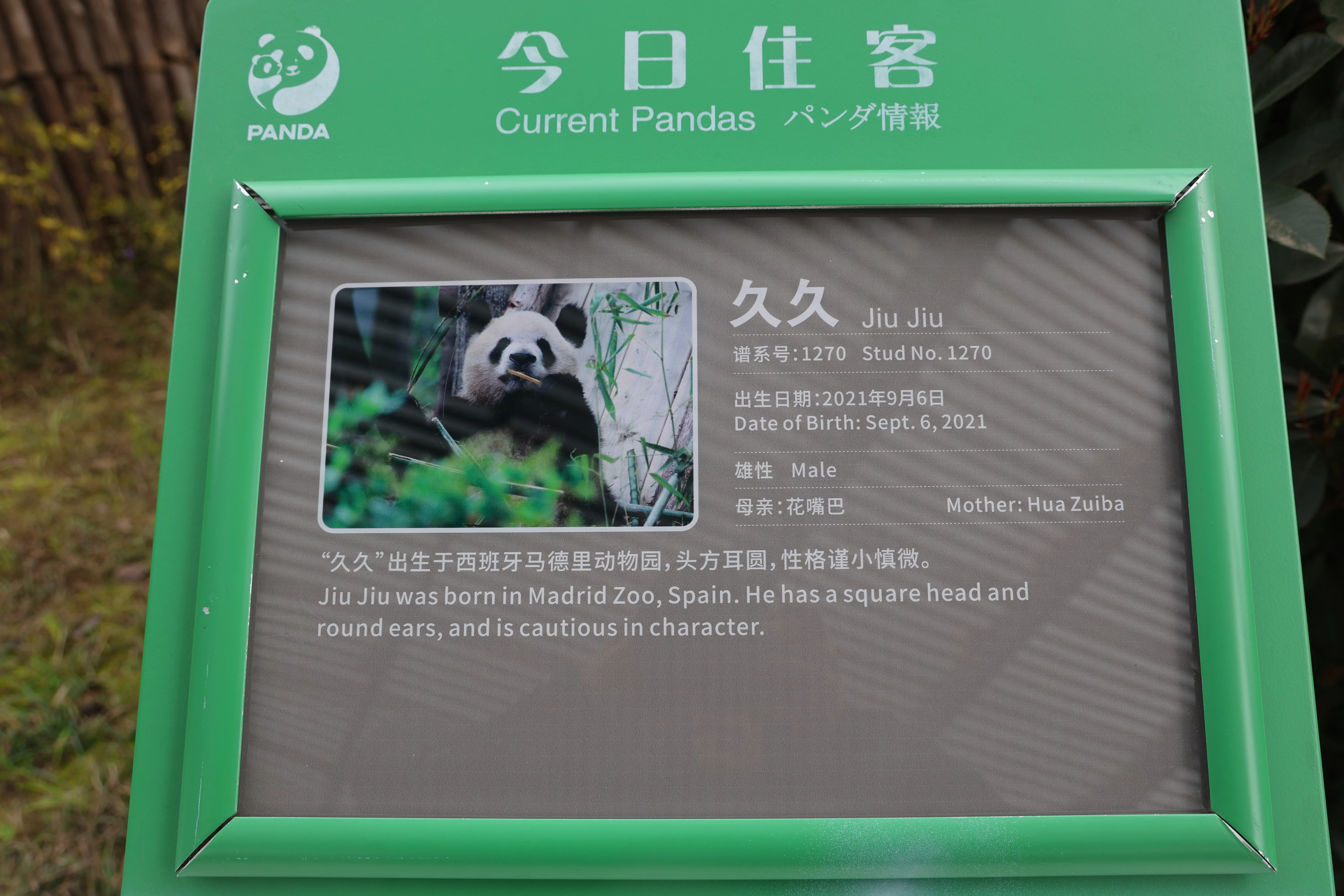 Chengdu Research Base of Giant Panda Breeding