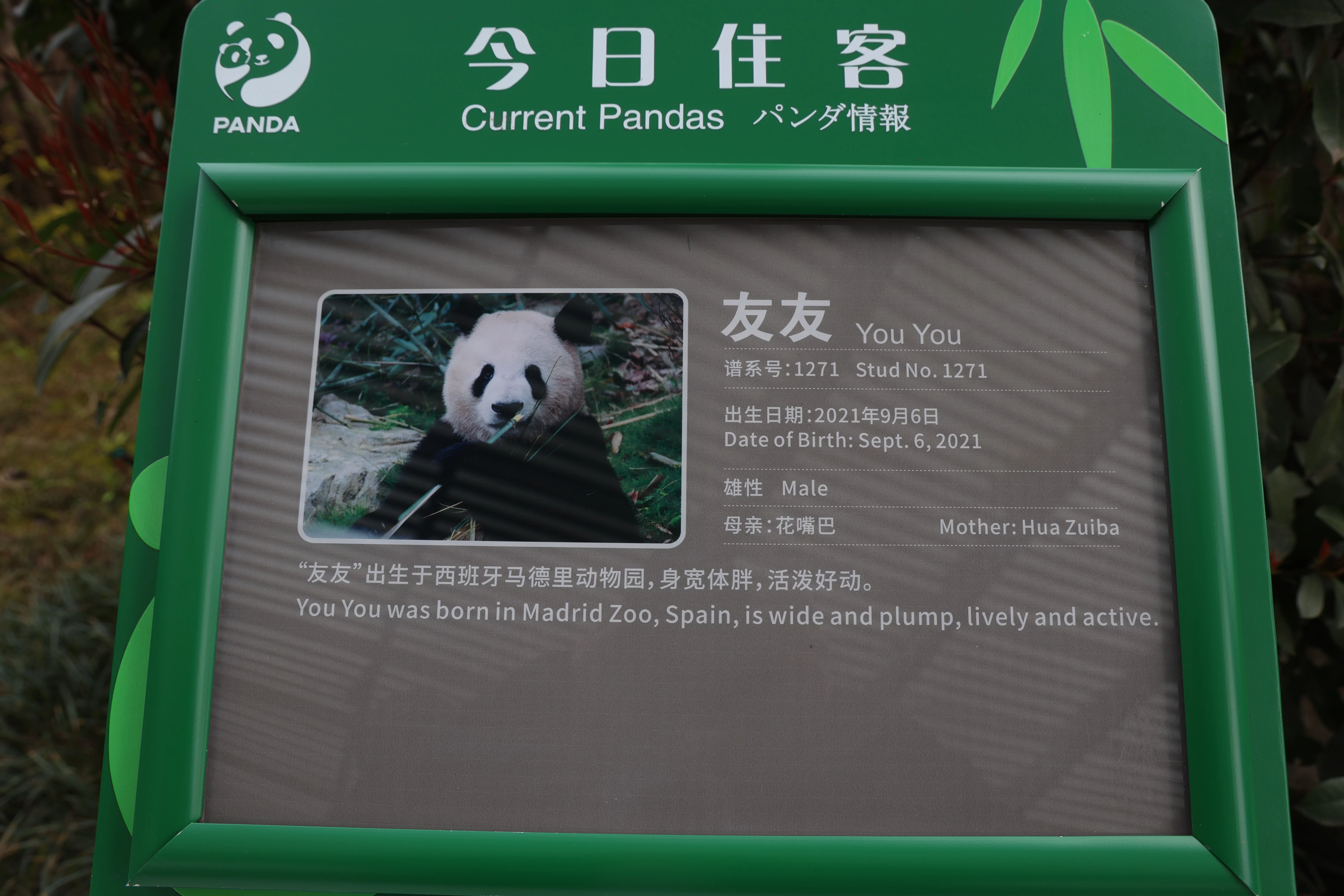 Chengdu Research Base of Giant Panda Breeding