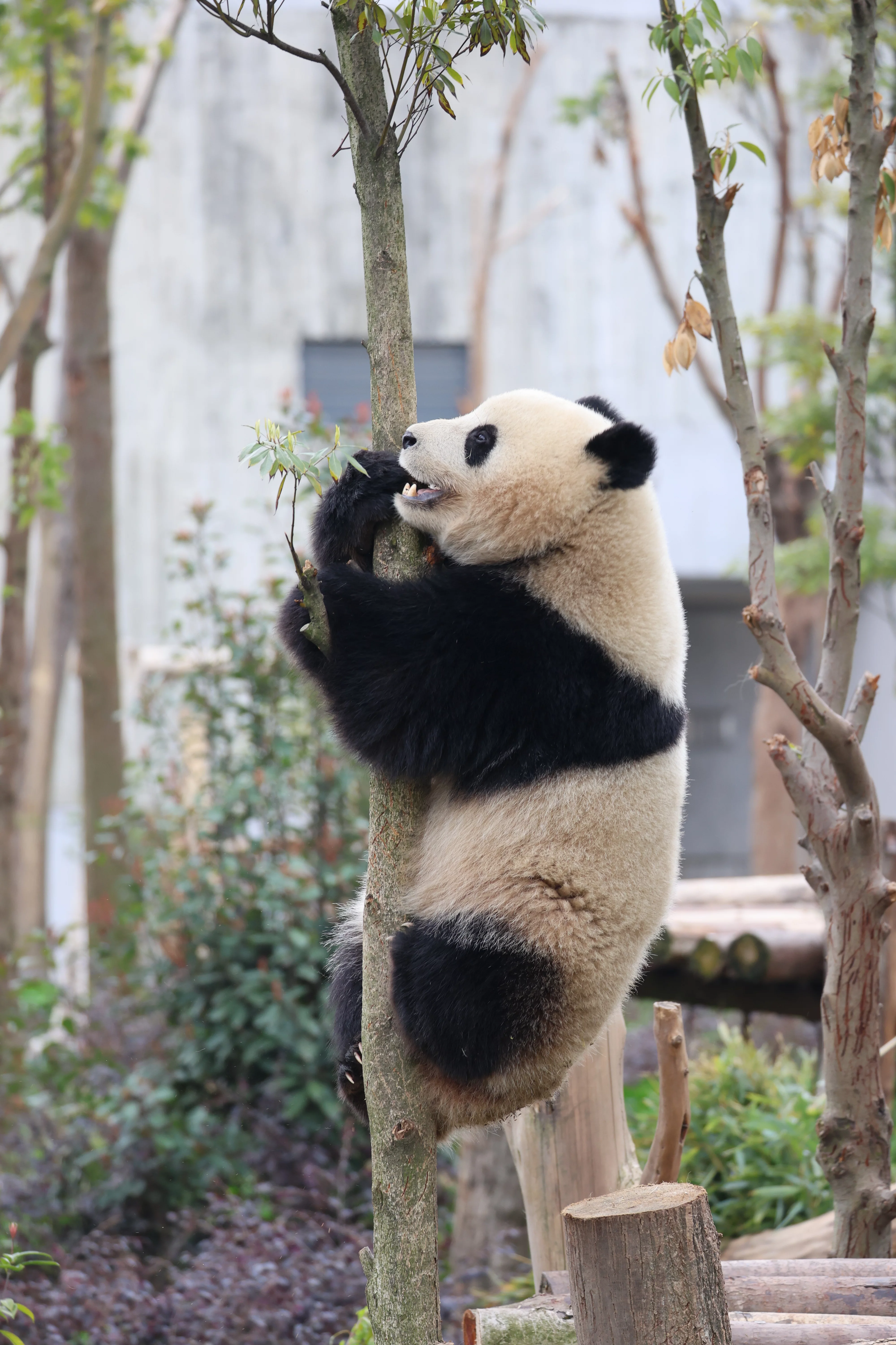Chengdu Research Base of Giant Panda Breeding