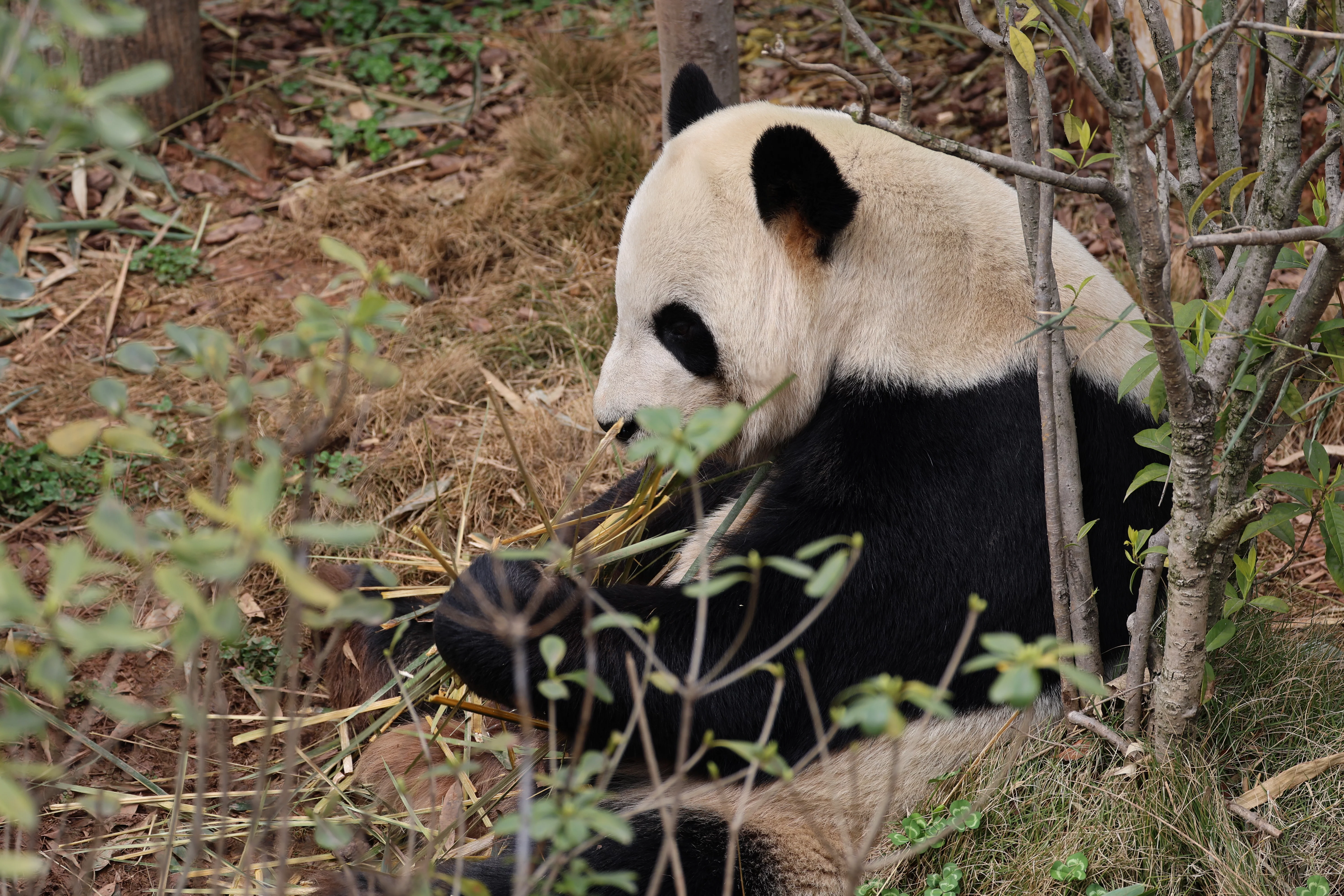 Chengdu Research Base of Giant Panda Breeding