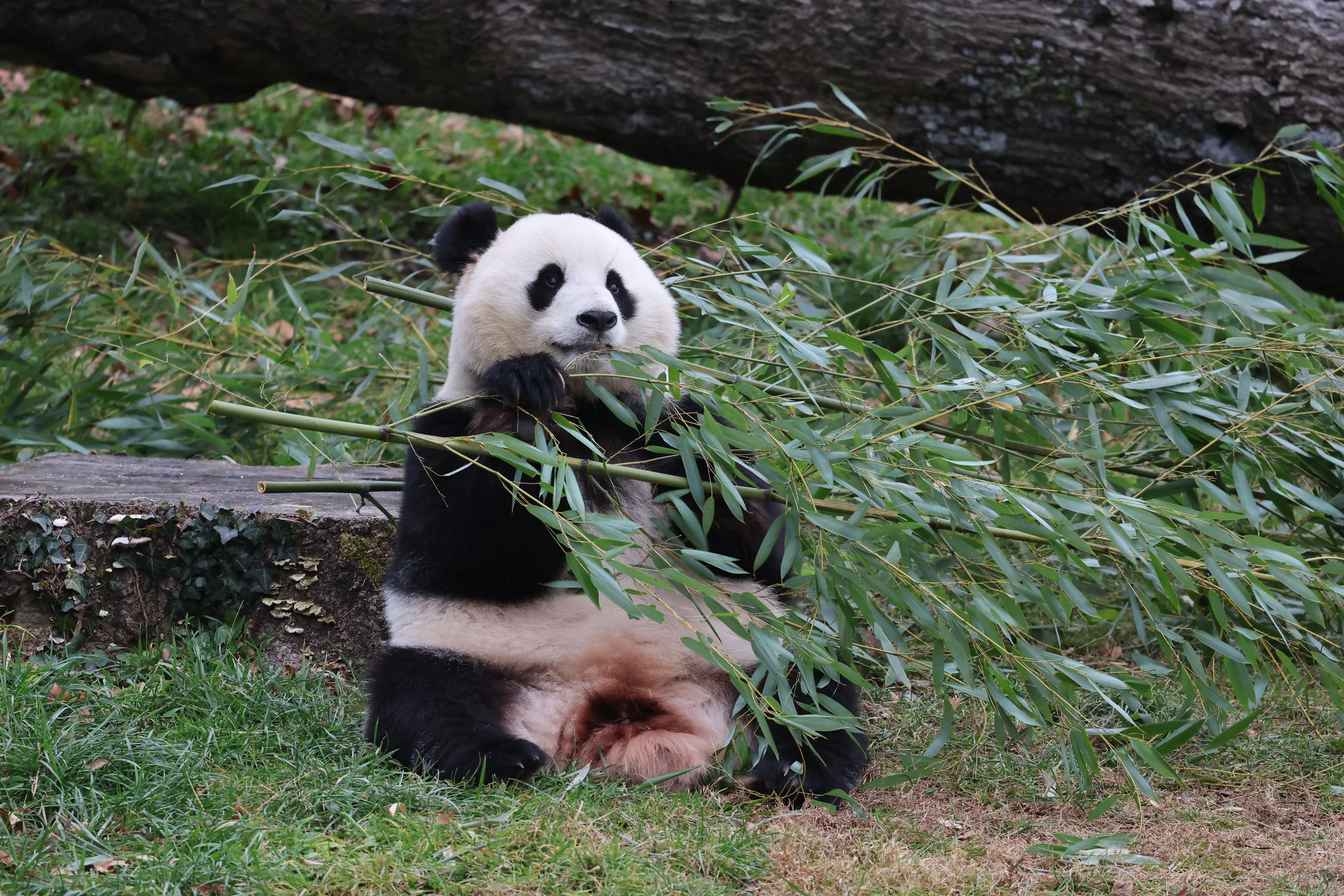 Smithsonian's National Zoo